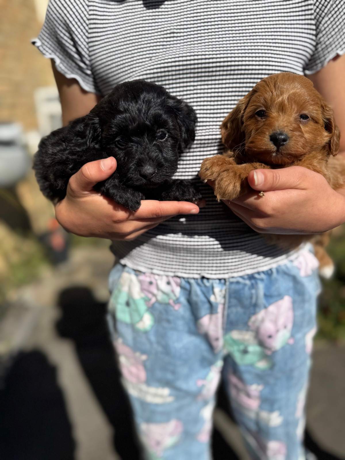 Doxiepoo Puppies! Long haired miniature dachshund x toy poodle