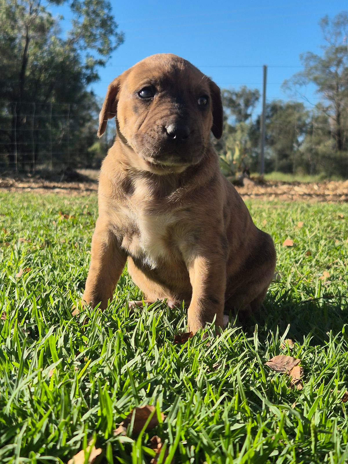 Petstock Deals Petstock Puppy School Price Brand Pet: Over 7,789