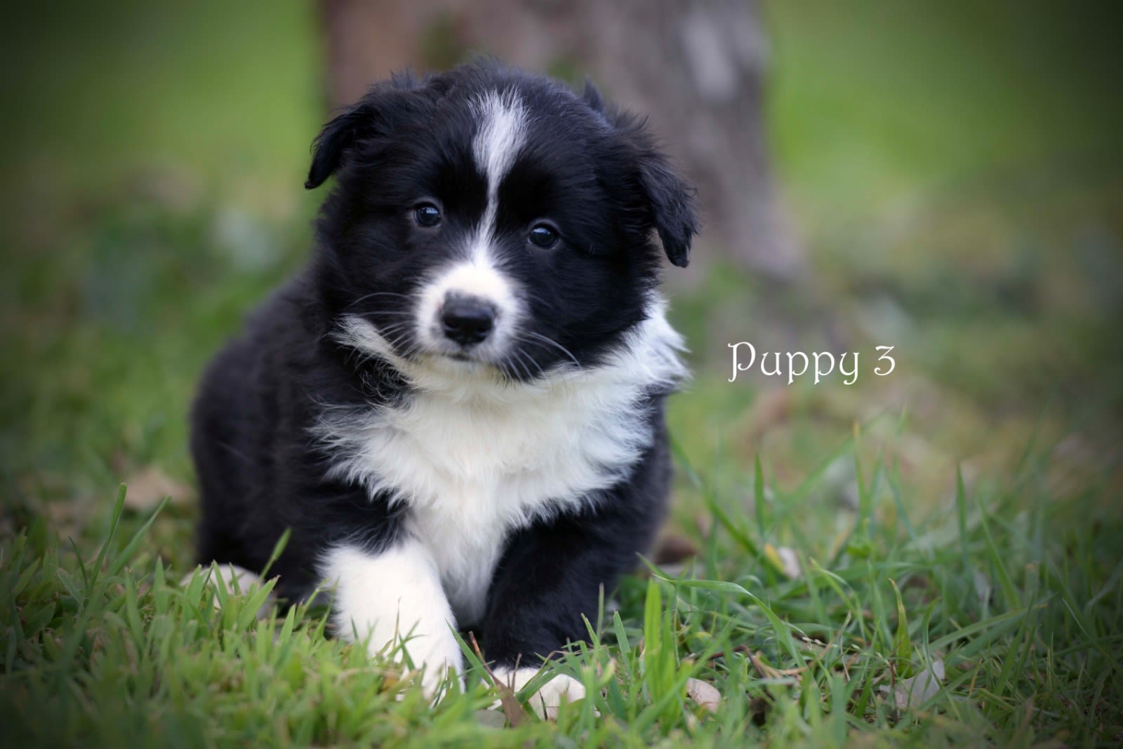 Collie Pups Pedigree Border Collies For Sale Collie Dog Border