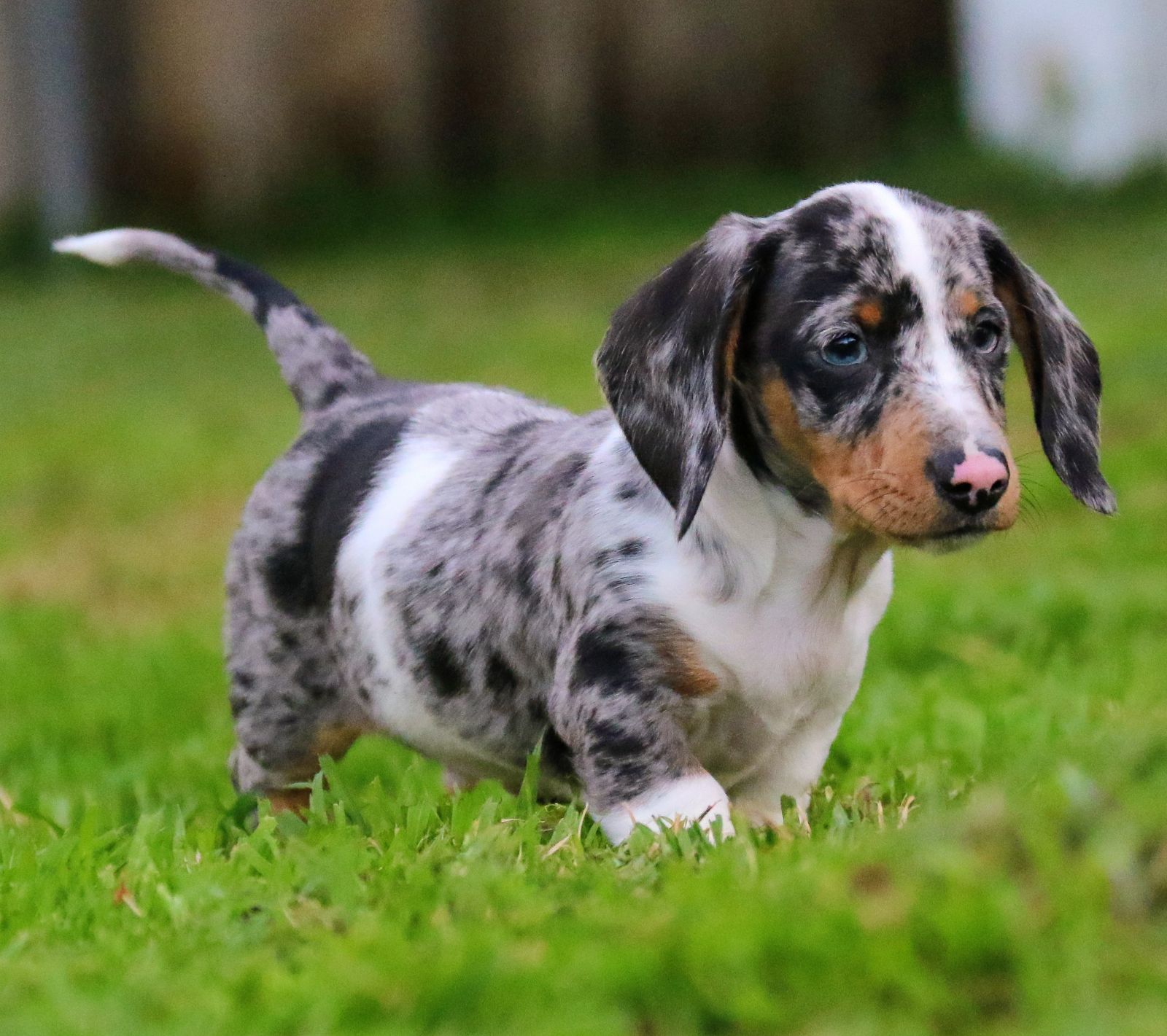 Adult Dapple Miniature Dachshund Miniature Dachshund Male Red
