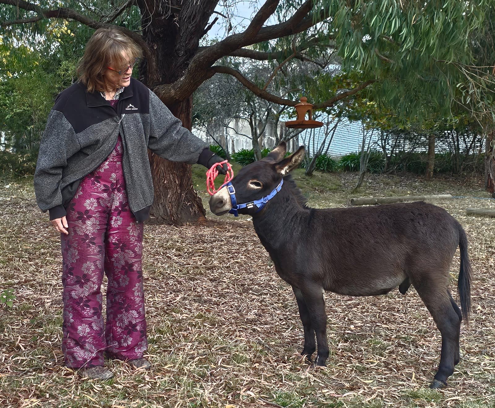 Donkey Jack 100% American Mediterranean Miniature Livestock