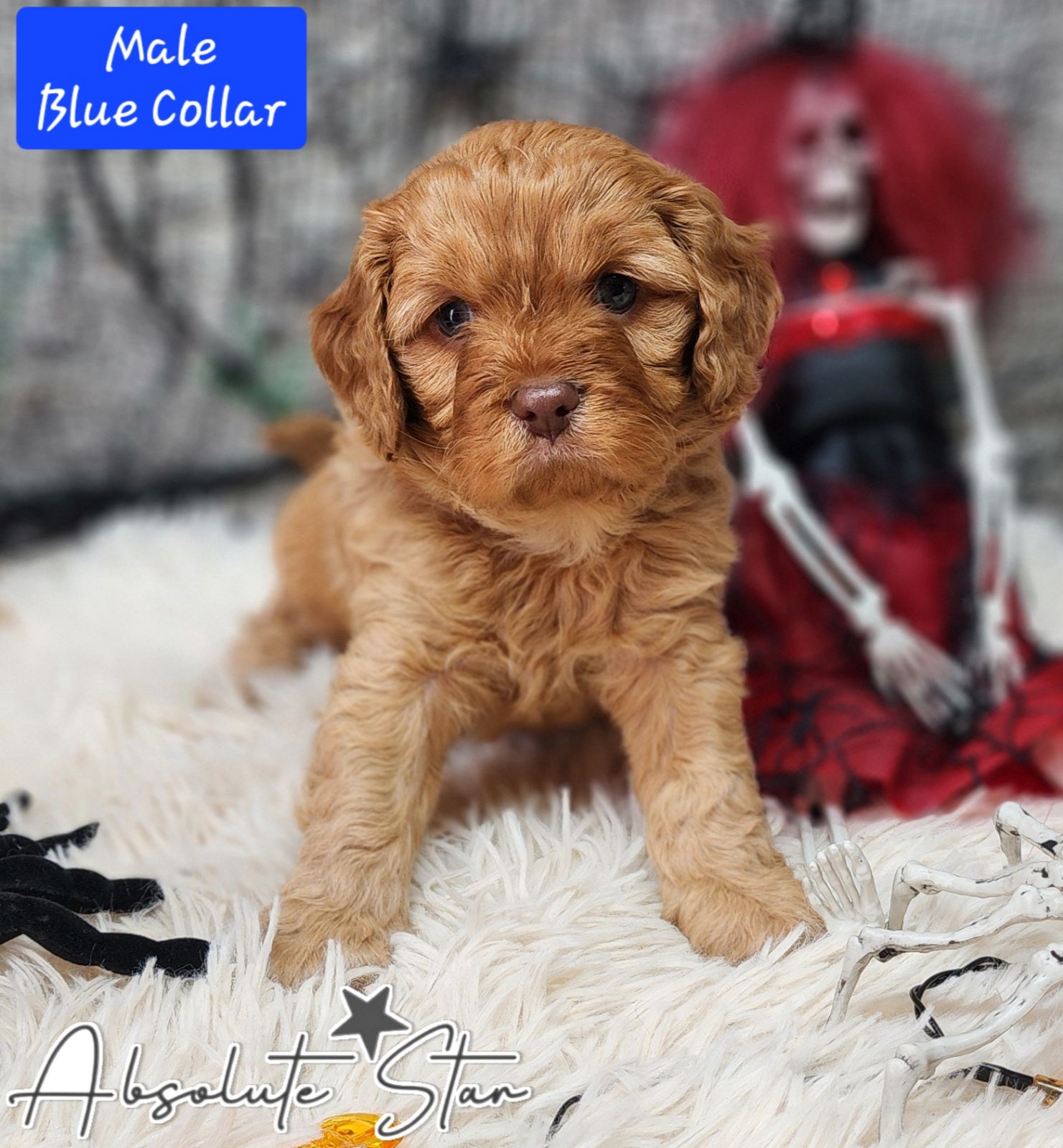 Cavapoo Puppies Gumtree Toy Cavoodle F1 Toy Cavoodle Puppies