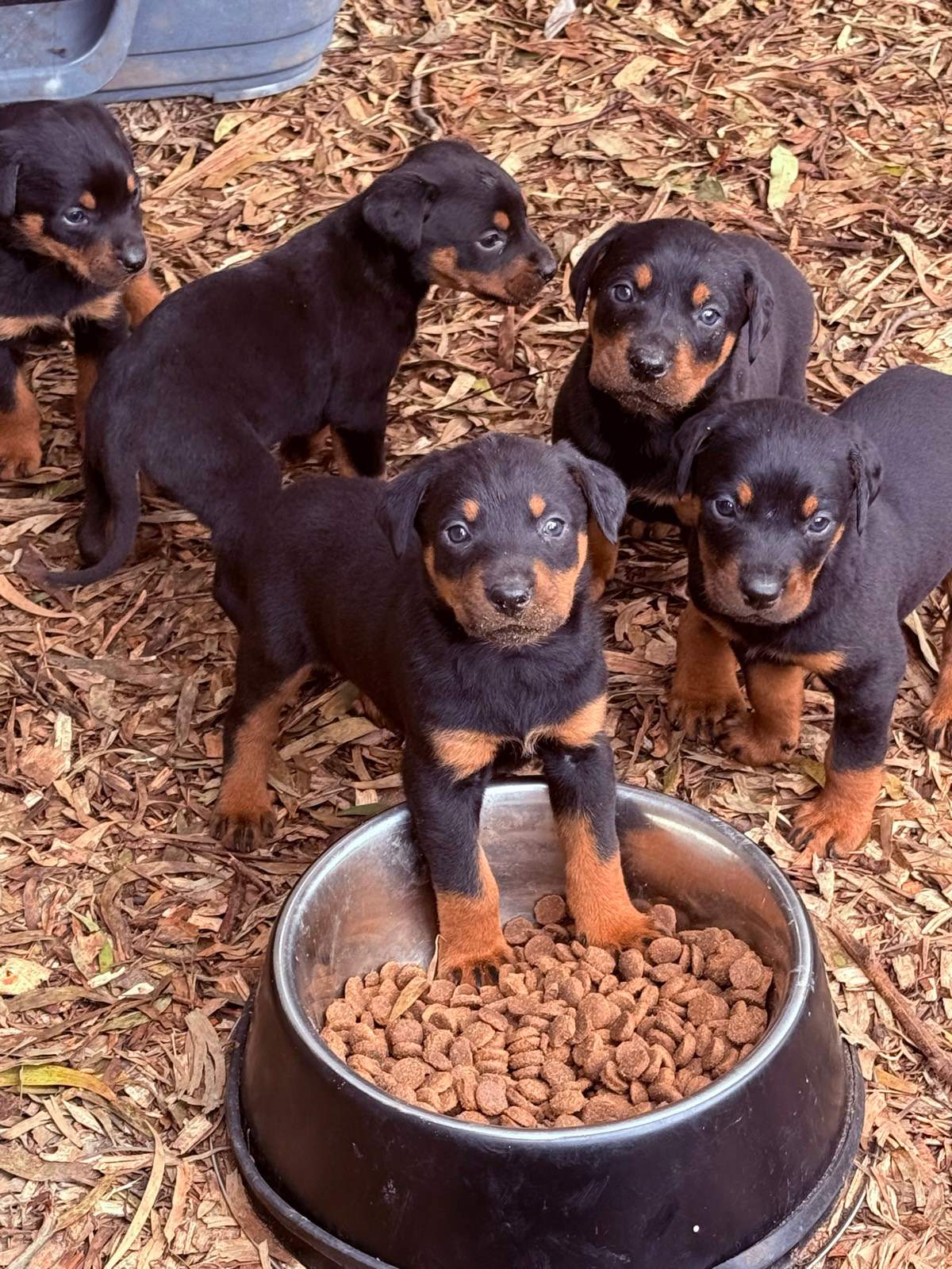 Dog Food Dogs Trust Advert Song 2018 Scrumbles Nibbles Grain Free