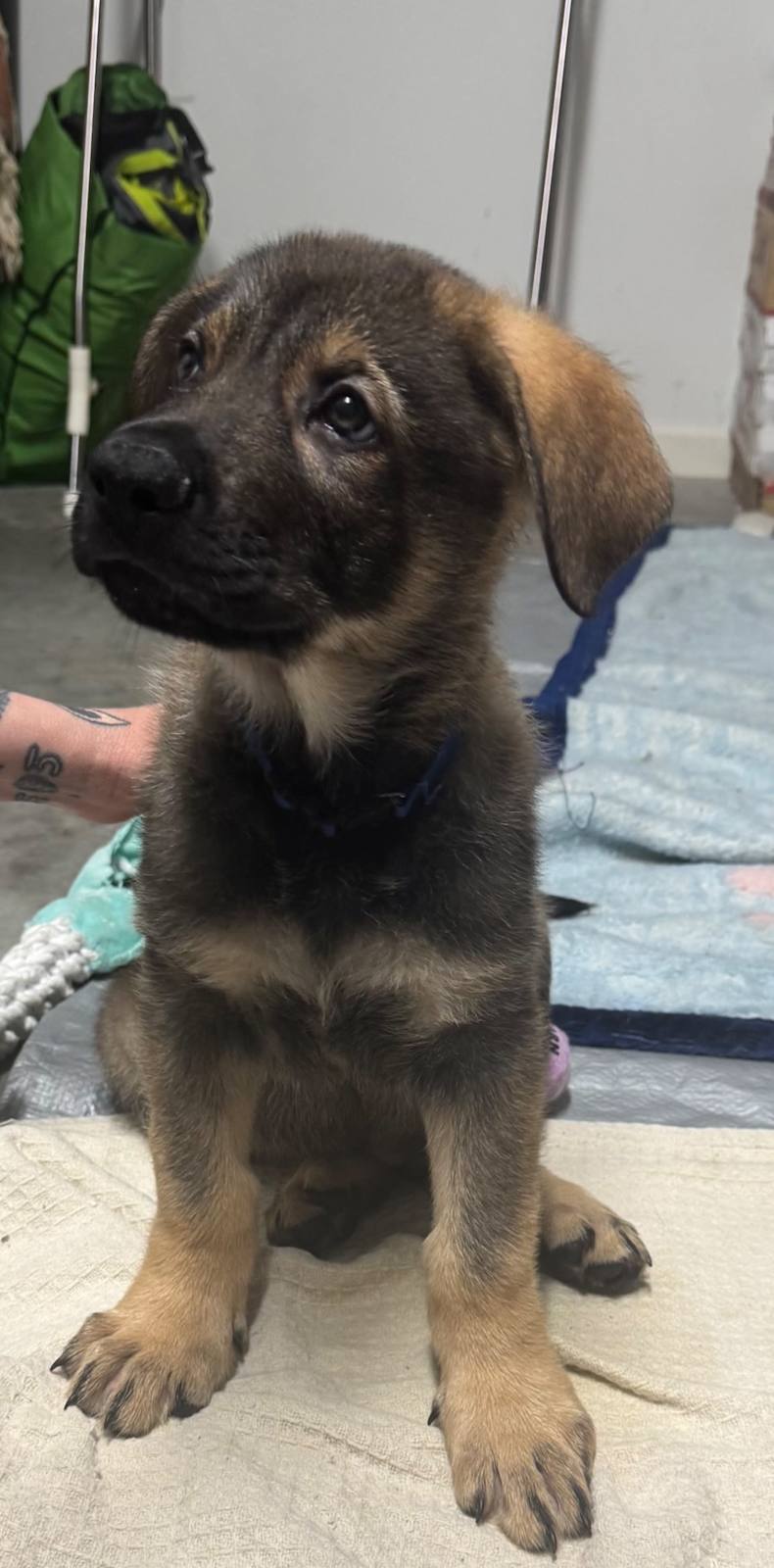 German Shepherd Puppies Dogs Puppies Gumtree Australia