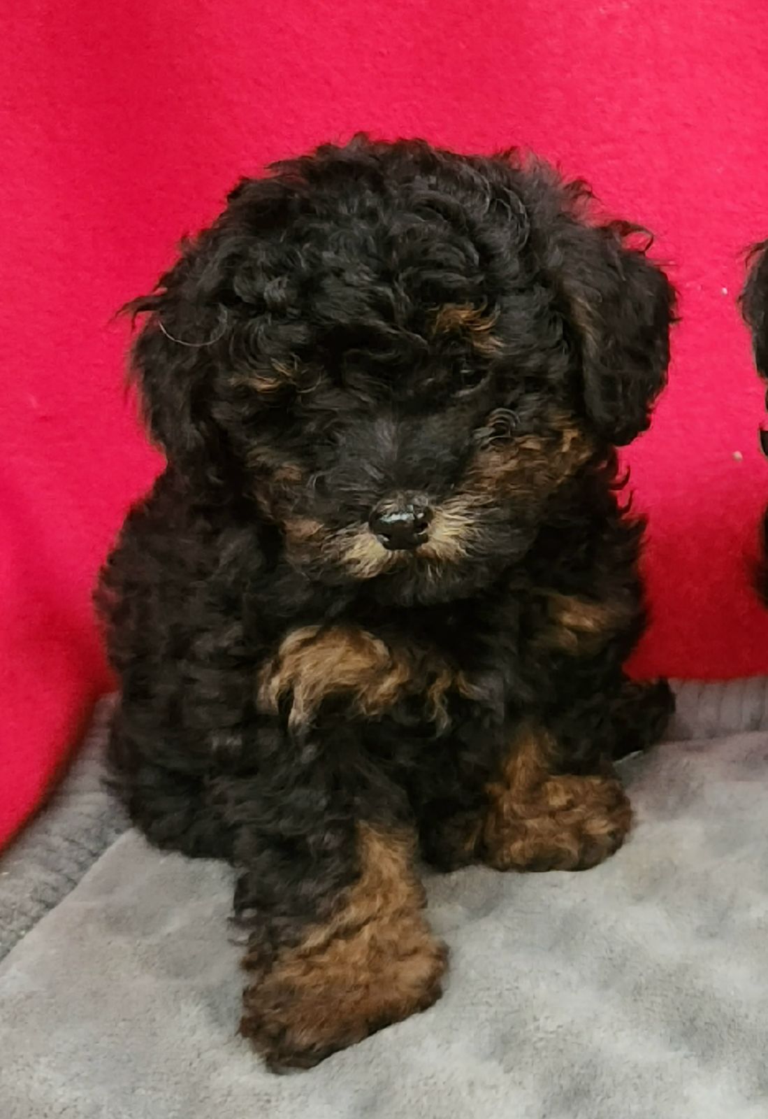 F1B Toy Moodle puppies Dogs Puppies Gumtree Australia