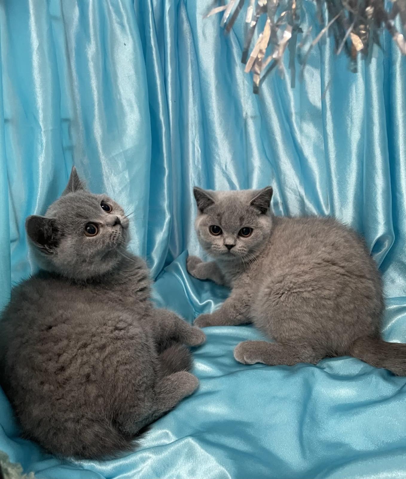 British Shorthair Russian Blue Kittens For Sale Gumtree Cat Breeds