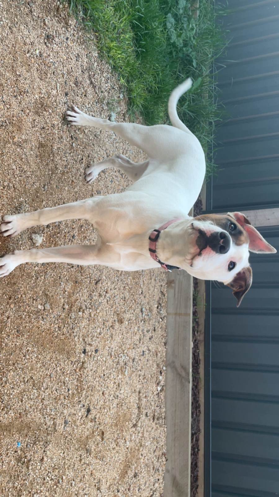 Kelpie Staffy X Maltese Australian Kelpie Cross Schnauzer On Sale