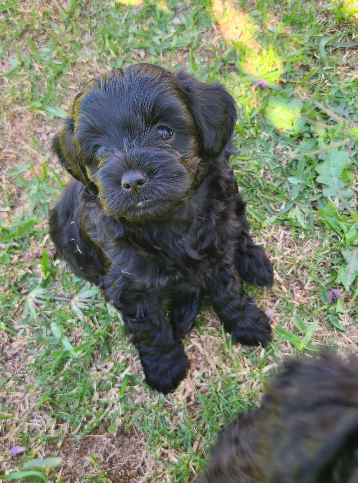 Toy Full Grown Cavoodle Black Beautiful Cavoodle X Toy Poodle