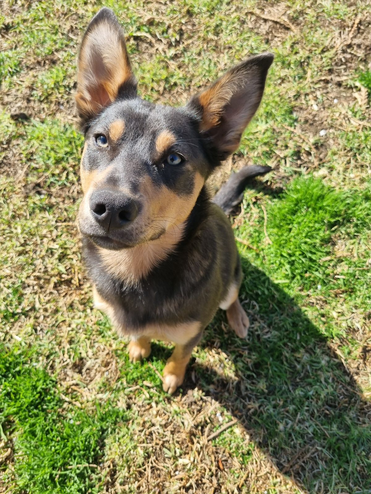 Grey Cattle Dog X Kelpie HOT Kelpie Puppies Kelpie Cross Blue