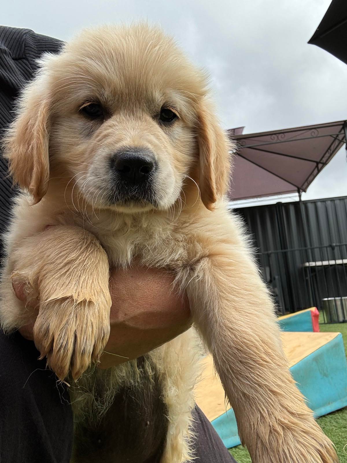 Golden Retriever Puppies Gumtree Dogs Puppies Retriever Dogs