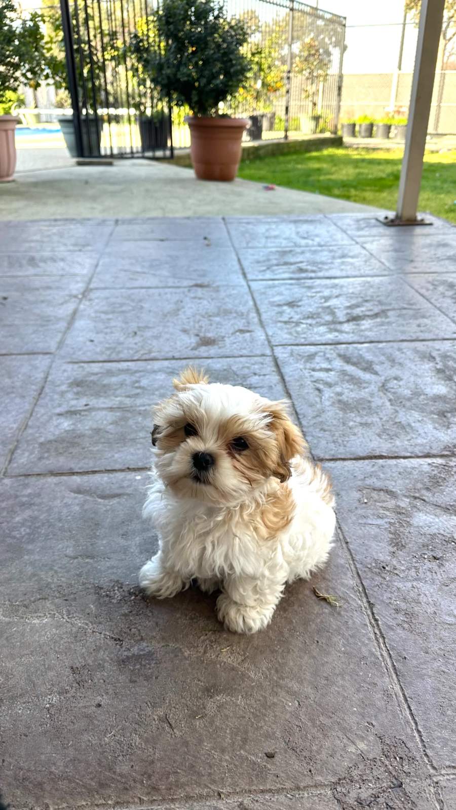 Teacup Maltese Shih Tzu Puppies For Buy Malshi Puppy Tzu Puppy Dog