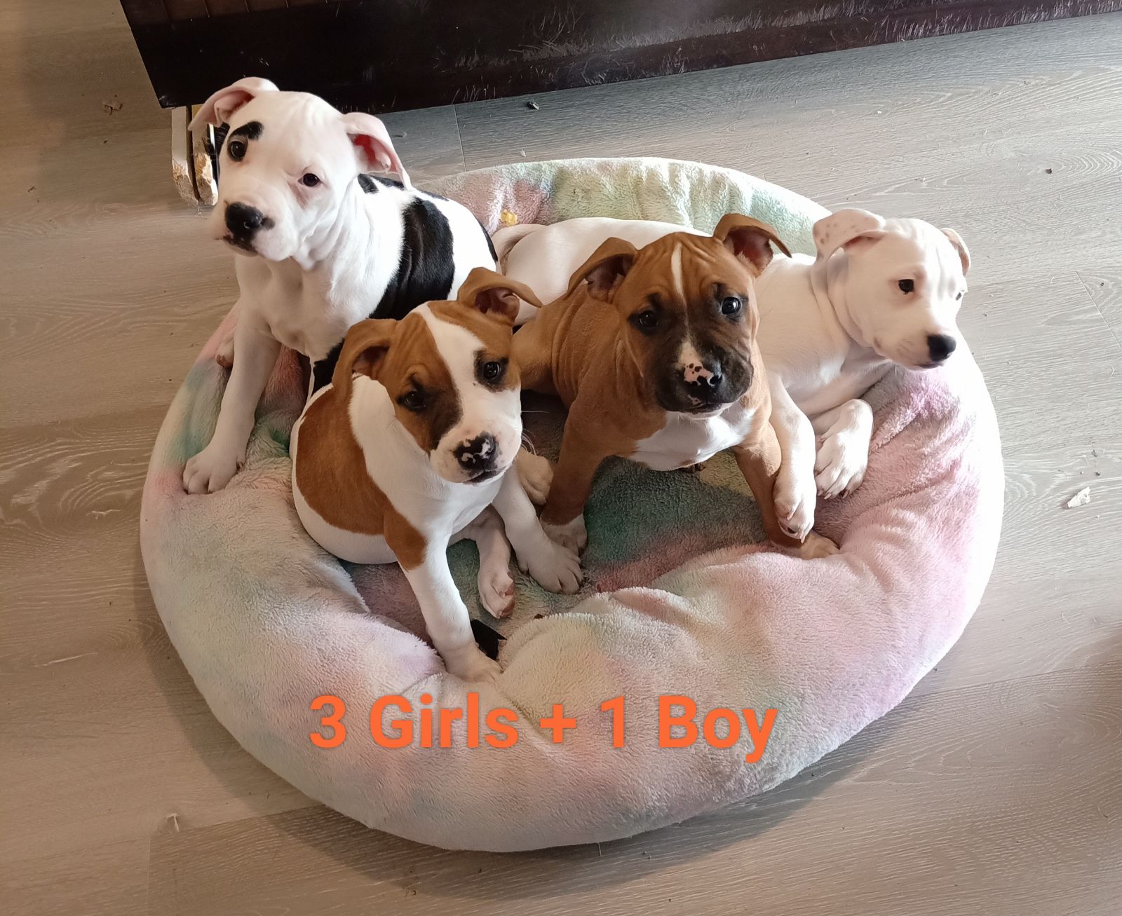Week Old Staffy Puppy Staffordshire Bull Terrier Puppy Months