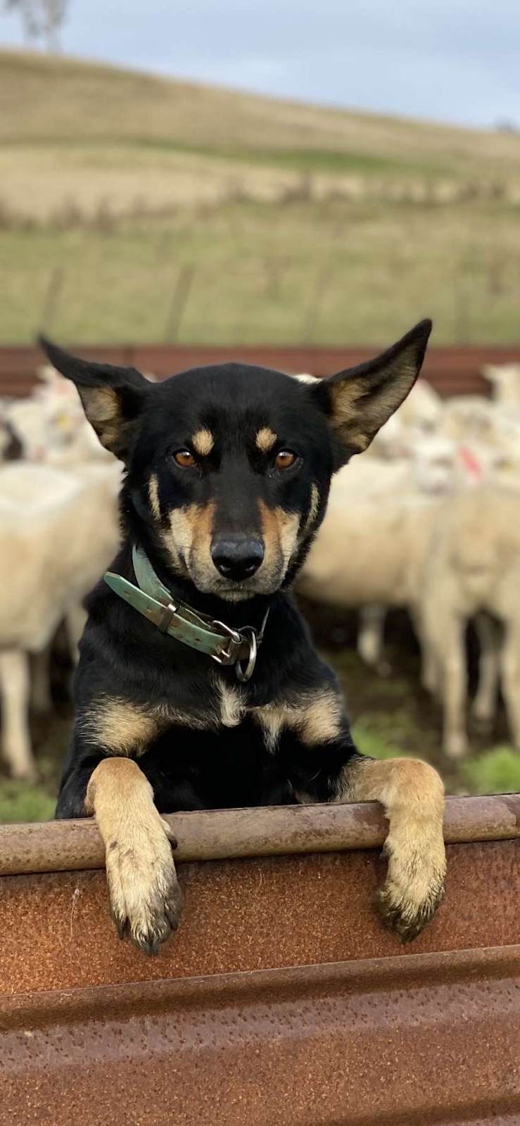 Short Hair Kelpie Australian Kelpie X German Shepherd Australian