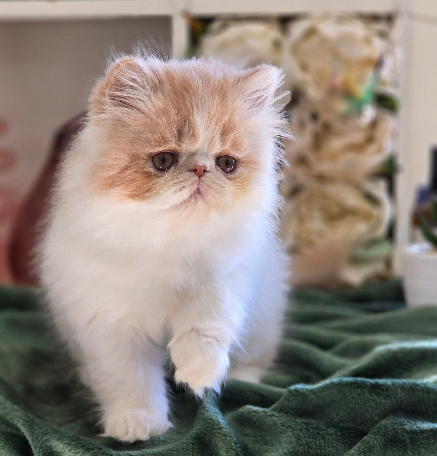 Cars Persian Cat Gumtree Rag Doll Ragdoll Persian Kittens For Sale