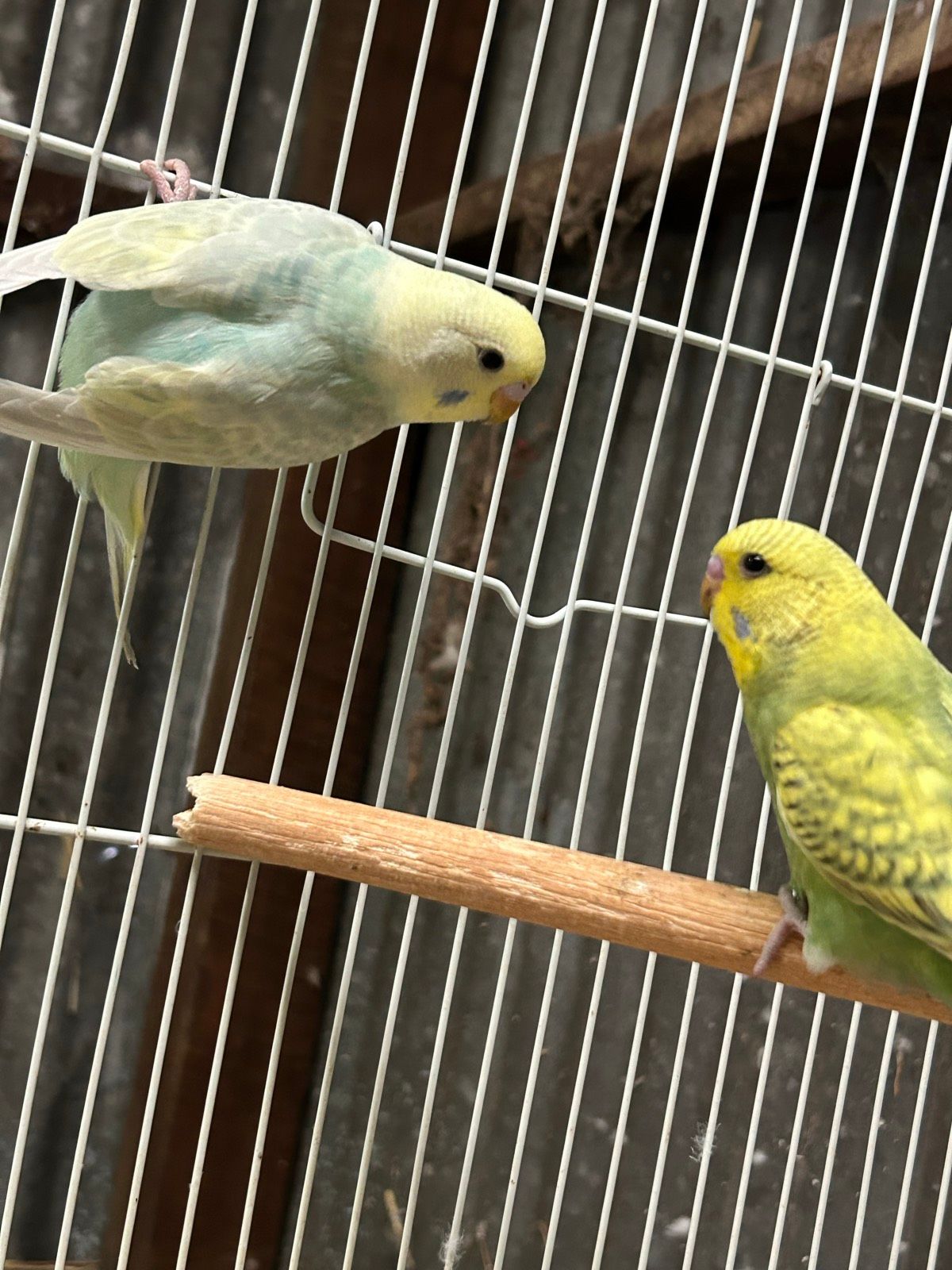 Budgies for sale Birds Gumtree Australia Adelaide Hills