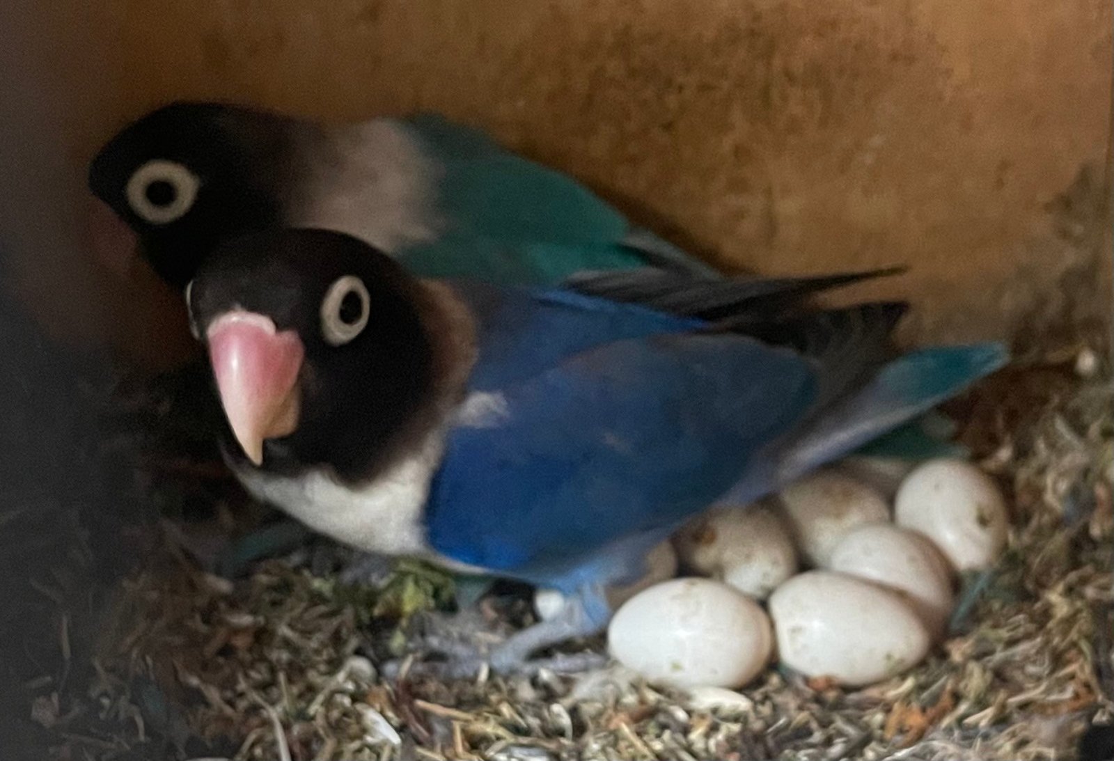 Cobalt Blue Cobalt Masked Lovebird Blue Lovebird Stock Photo