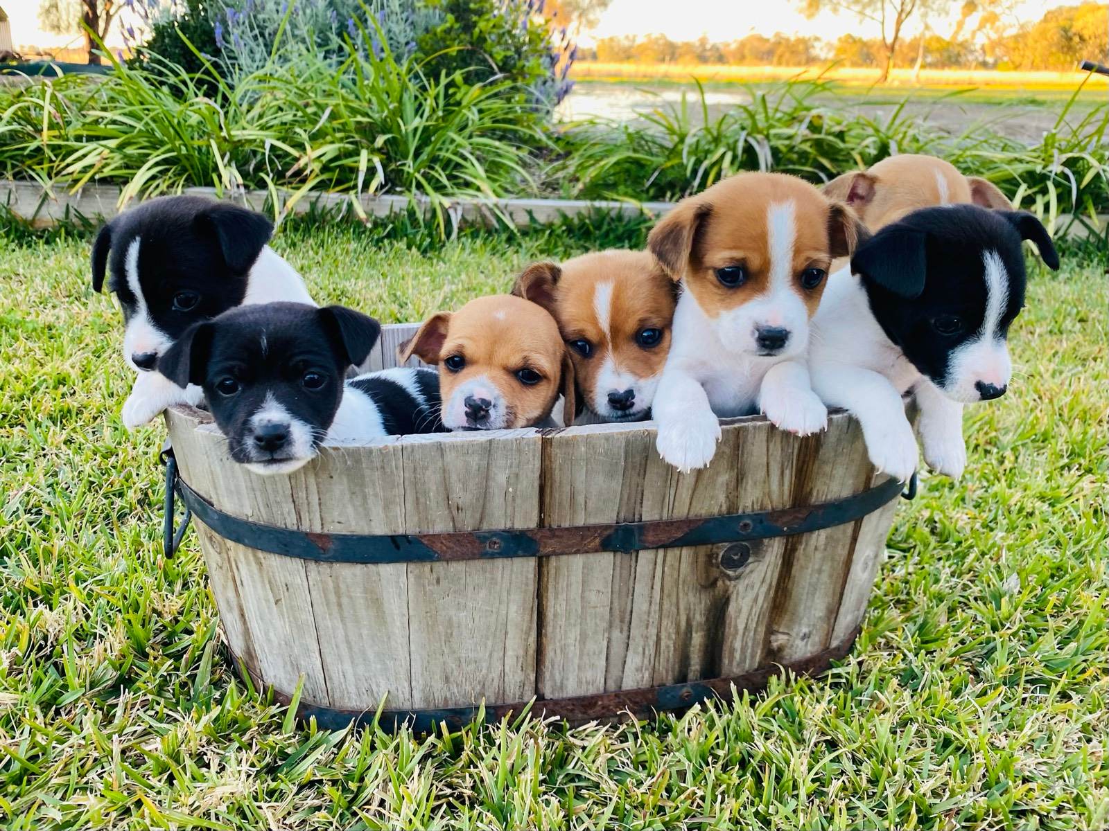 Mini Foxie Mini Toy Terrier Terrier Mix Adopt Mini Foxie Mini Fox