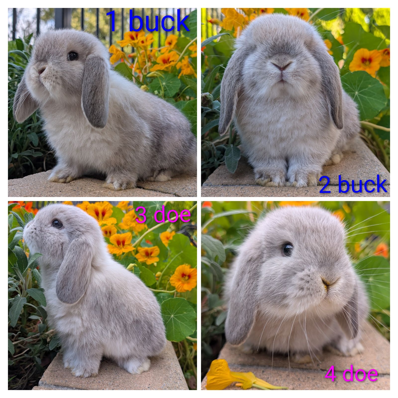 Rabbit Colors Polish Dwarf Bunny Chart Miniature Bunny Breeds