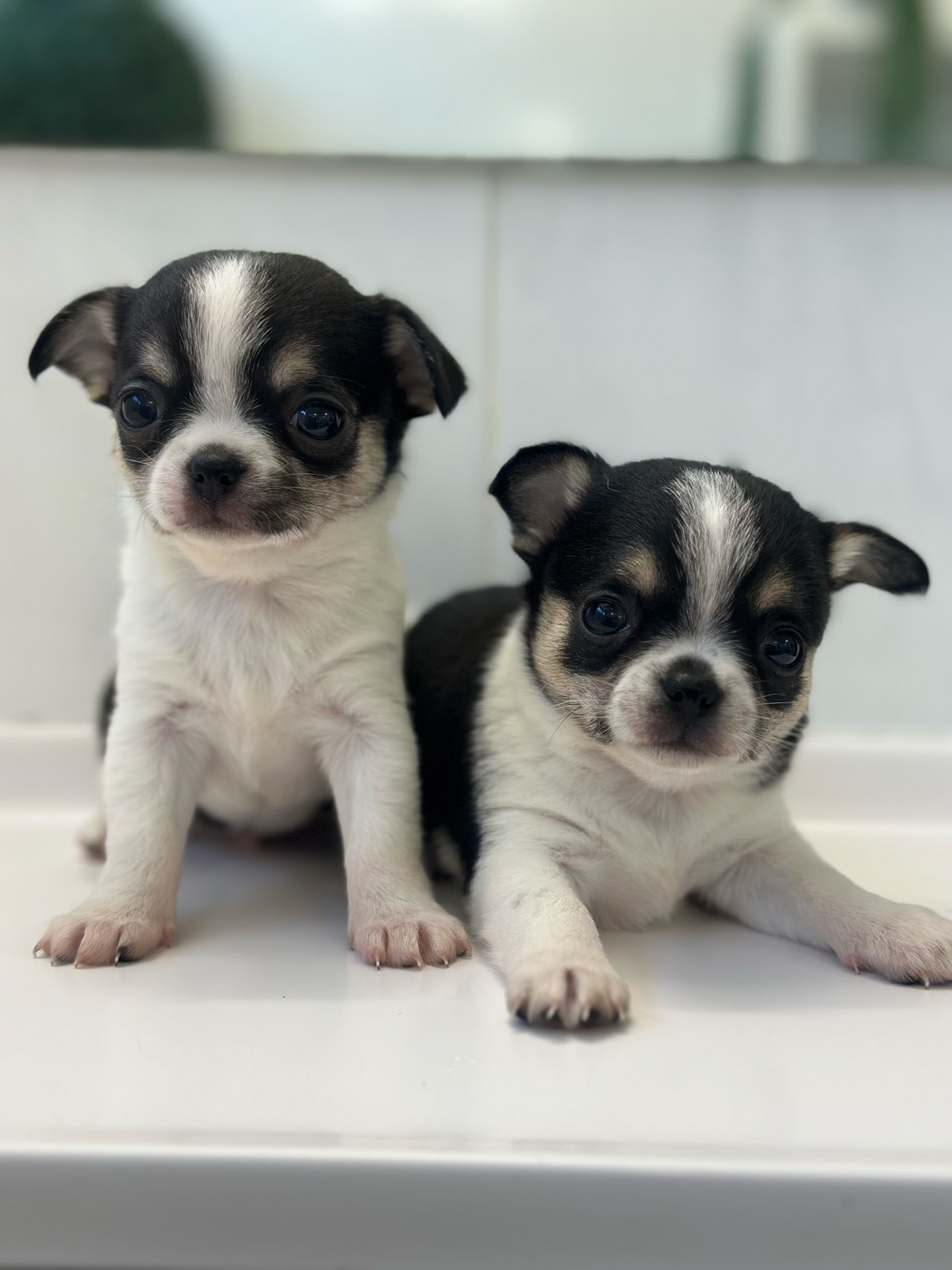 Cebu Grey Chihuahua For Sale Cebu Chihuahuas Of The South Facebook