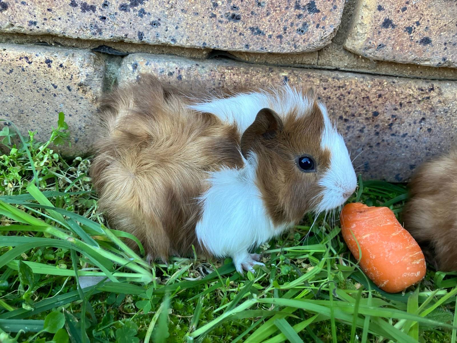 Abyssinian Guinea Baby Girl Guinea Pigs For Sale Abyssinian Guinea