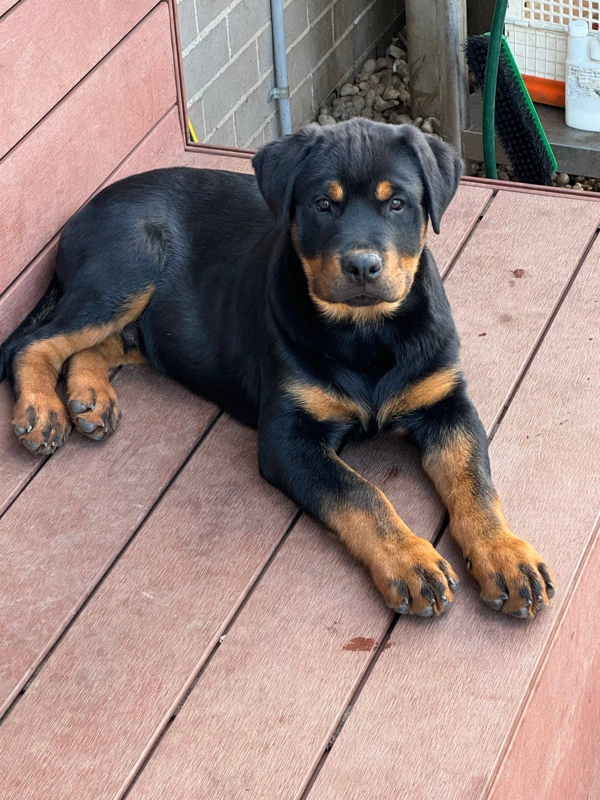 Rottweiler puppies for sale Dogs Puppies Gumtree Australia