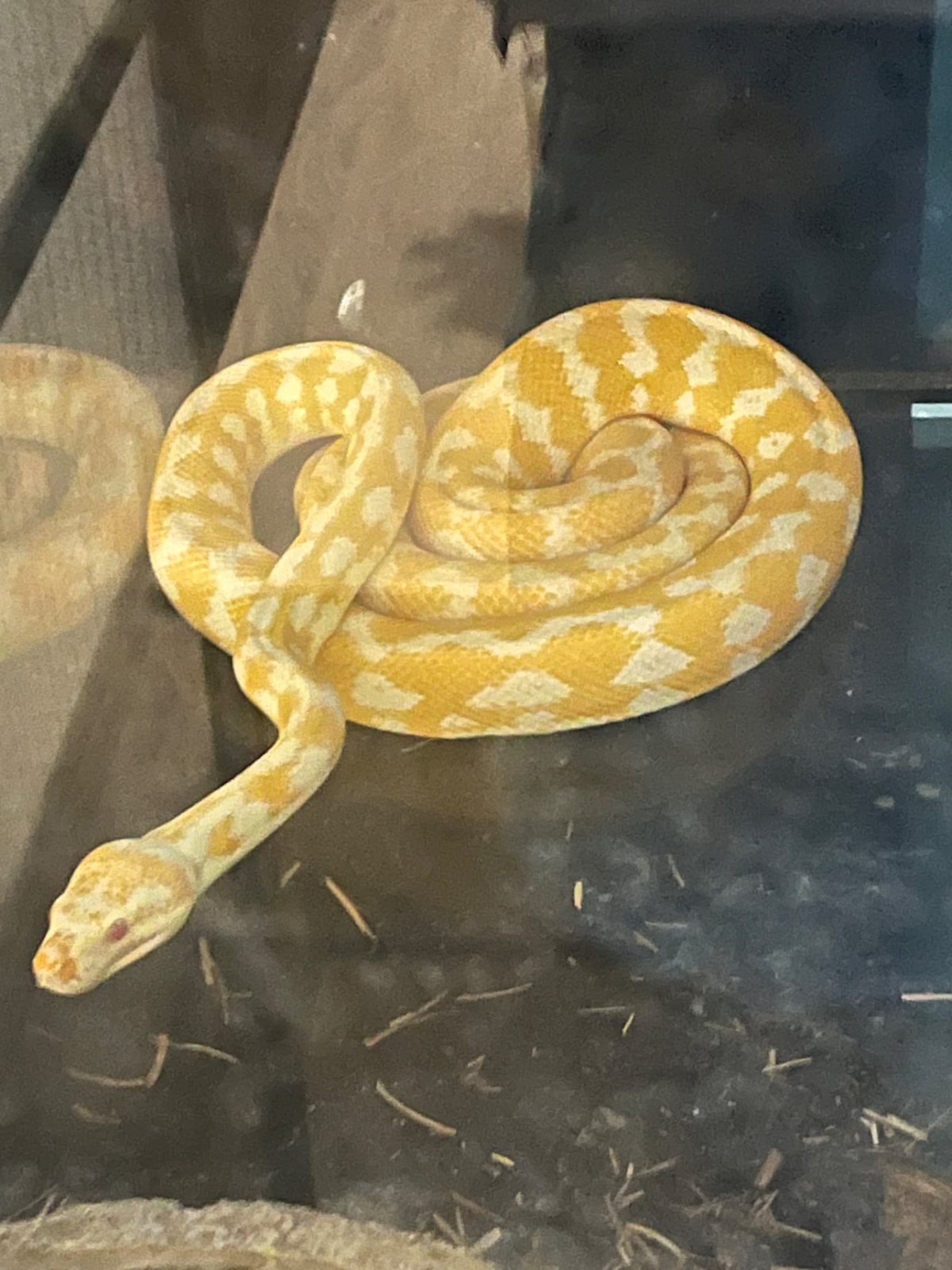 Darwin Albino Python | Reptiles & Amphibians | Gumtree Australia Dalby ...