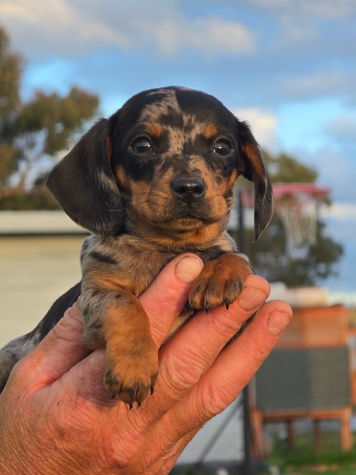 Silver Dapple Female Miniature Dachshund Purebred Dogs
