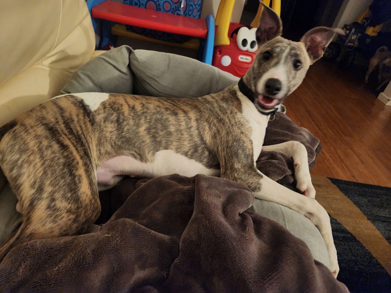 Animal Rescue Wrap Whippet Rescue Brindle Whippet Whippet Dog