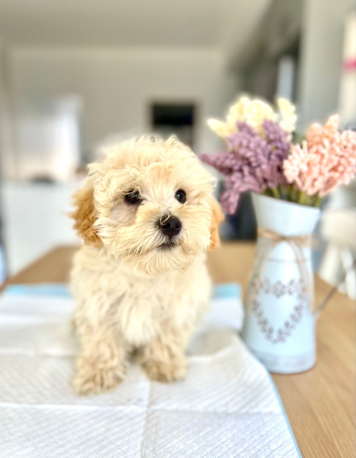 LAST CUTE BOY TOY MOODLE READY NOW Dogs Puppies