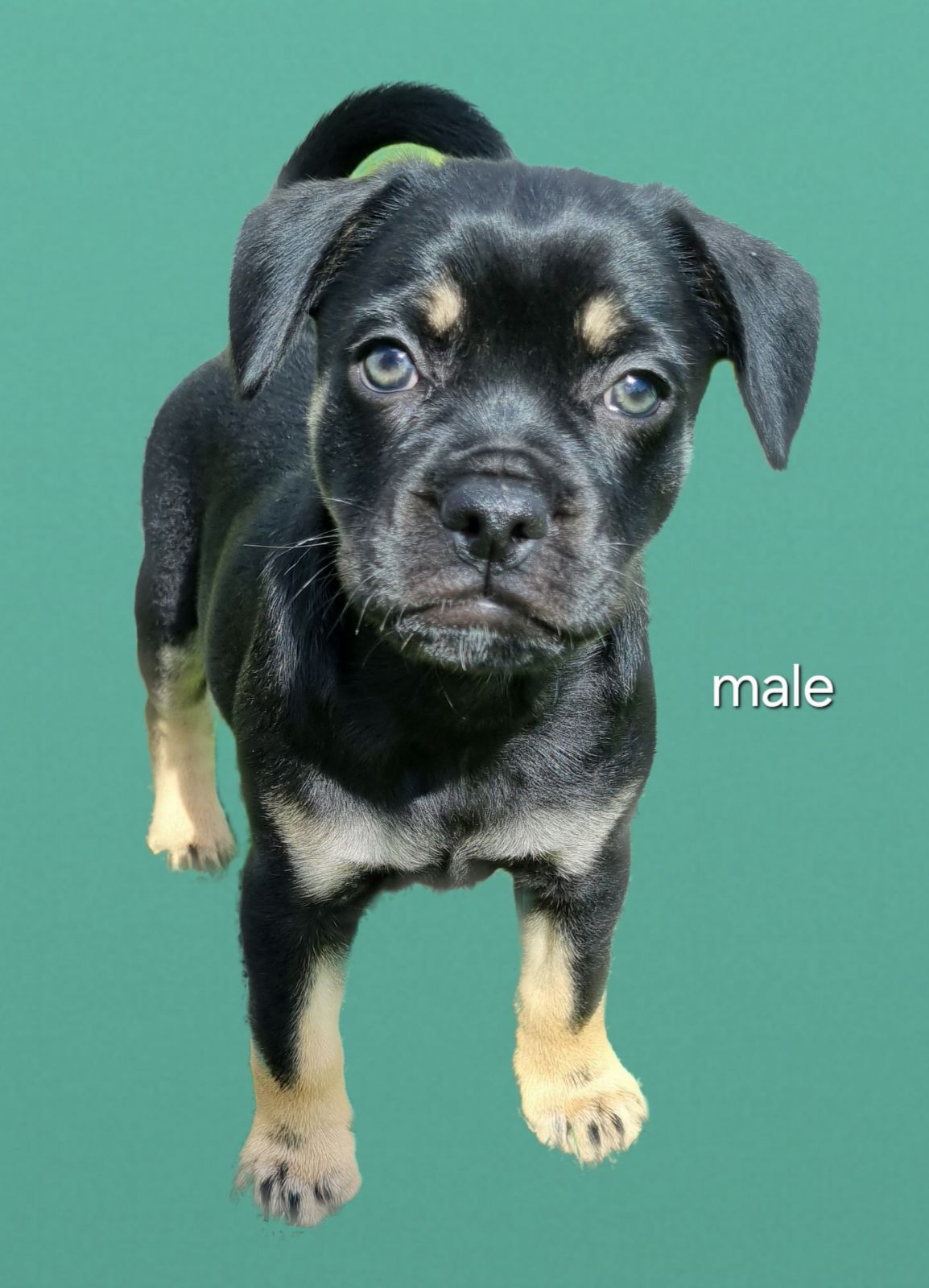 Dog Breeds Pug Labrador Retriever Mix Breed Pug Cross Rottweiler