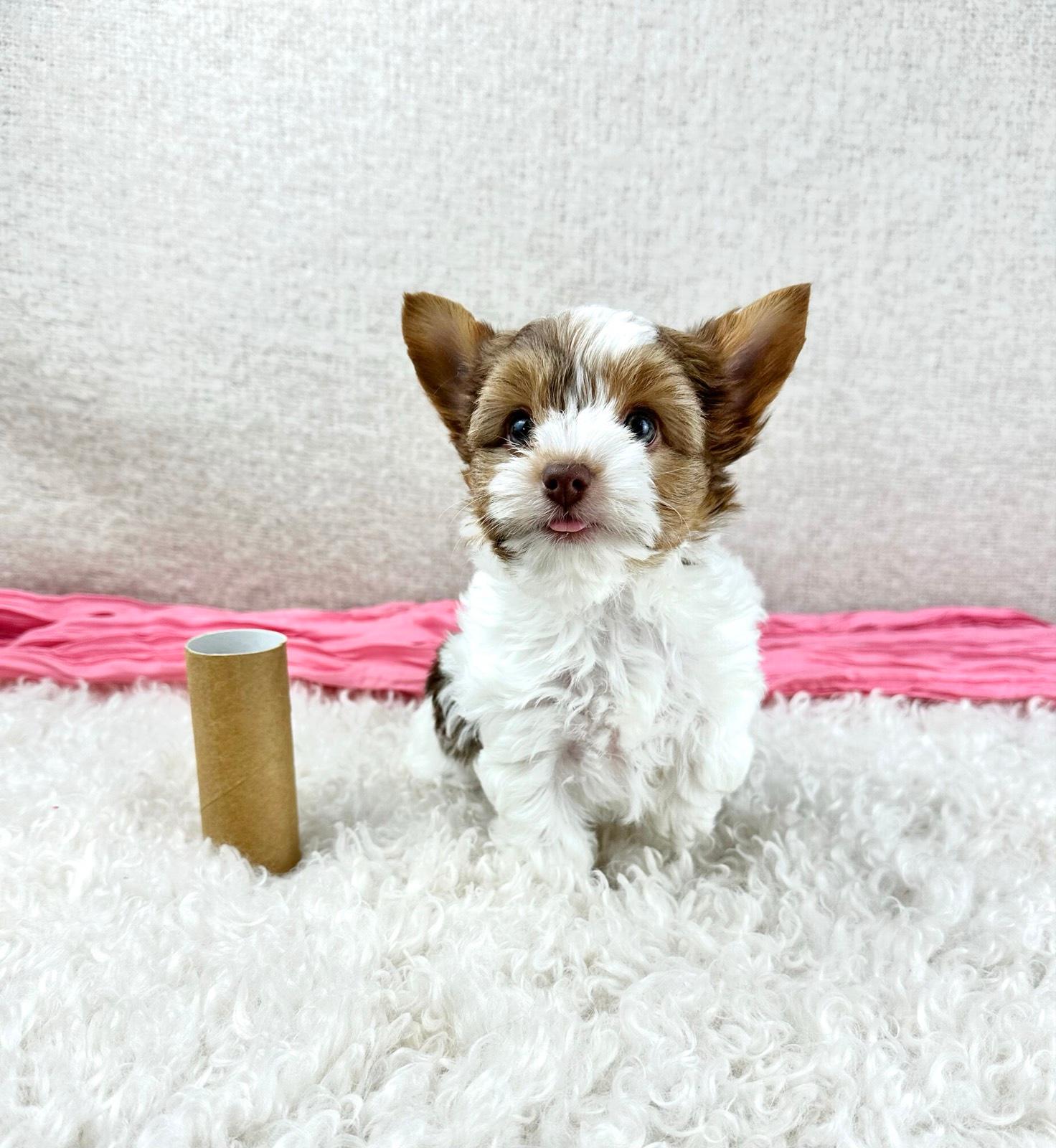 Dog Breeds Gumtree Small Dogs Yorkshire Terrier Puppies Gumtree