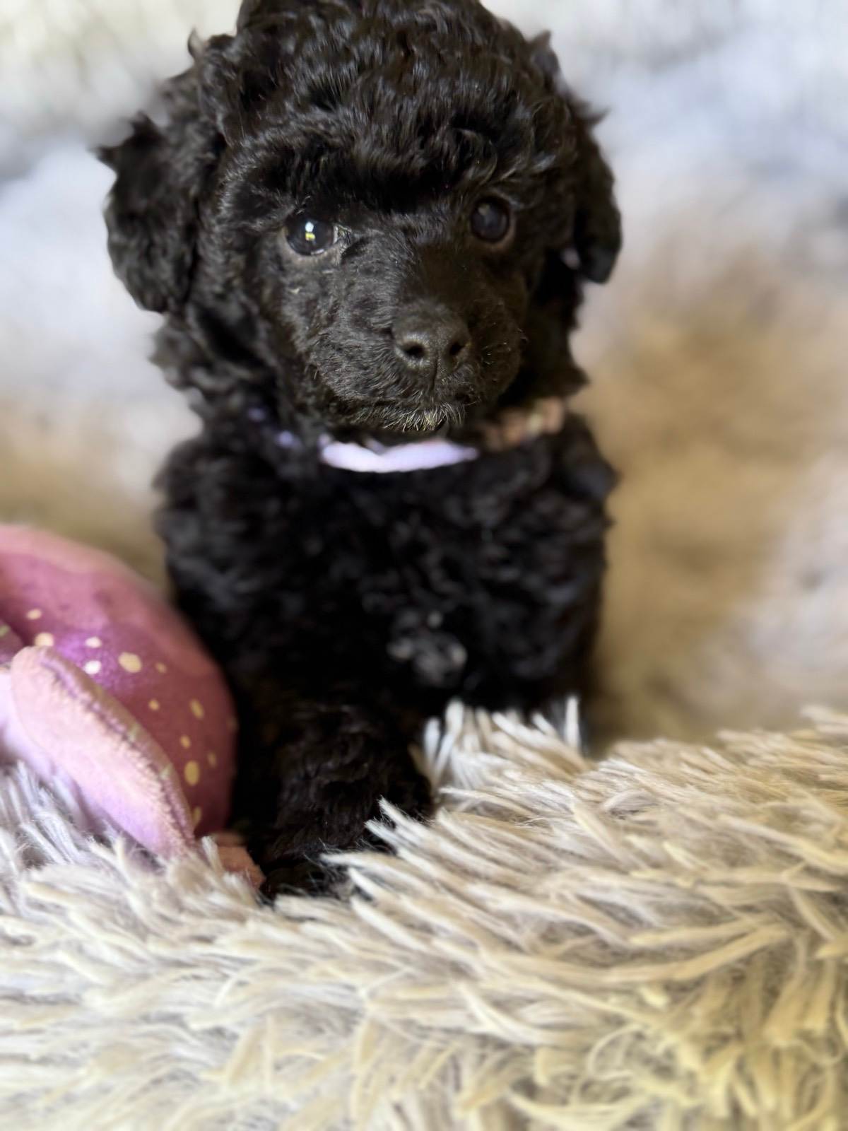 Homed Teacup Poodle Puppies — Chloe's Teacup Poodles, image size:1200x1600