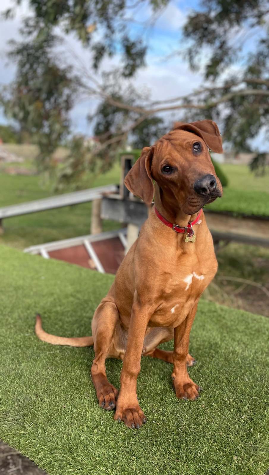 Male Seven Month Old Puppy Rhodesian Ridgeback Adolescent Male