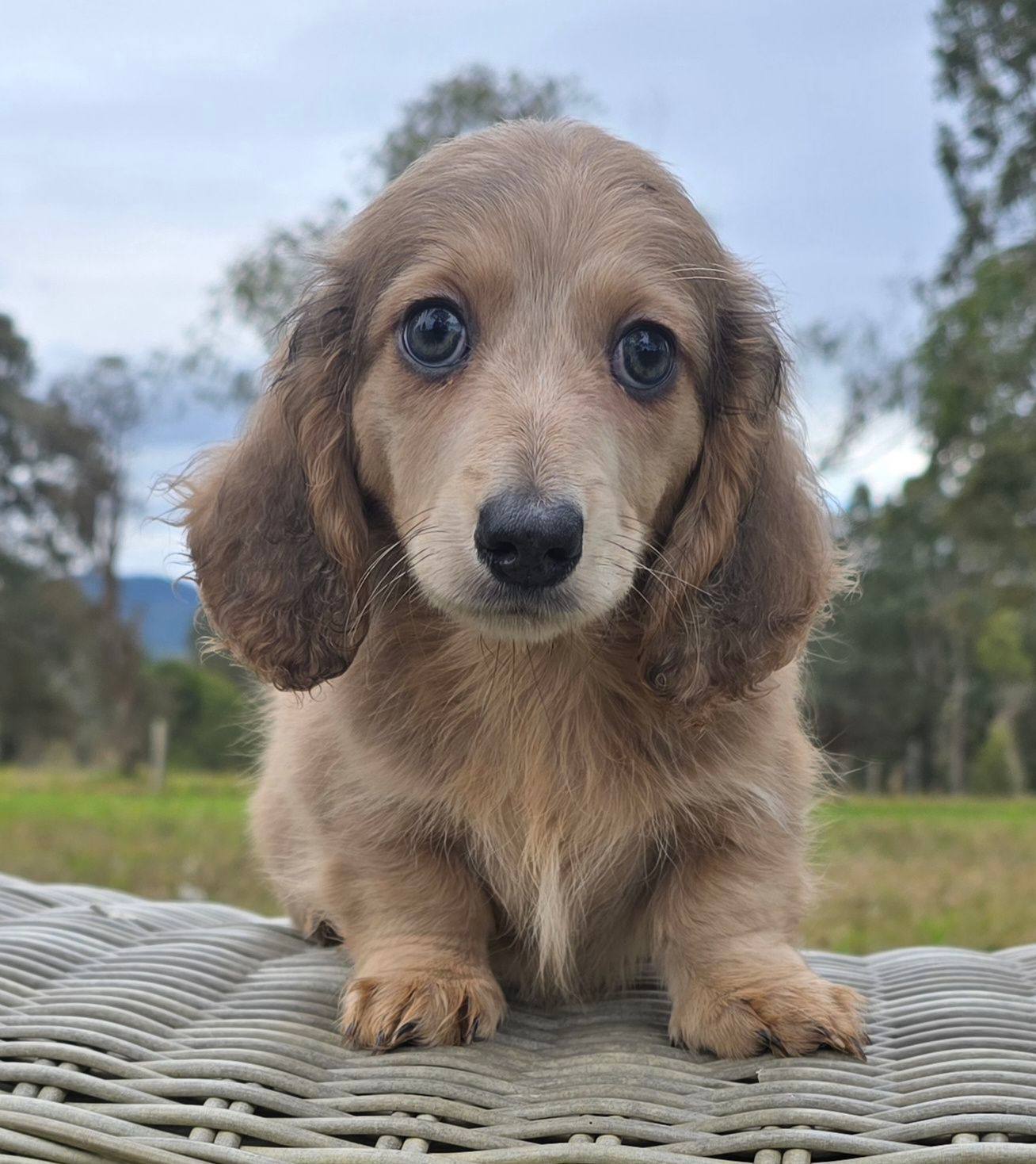 Puppies Isabella Colored Dachshund Blue Miniature Dachshund Blue