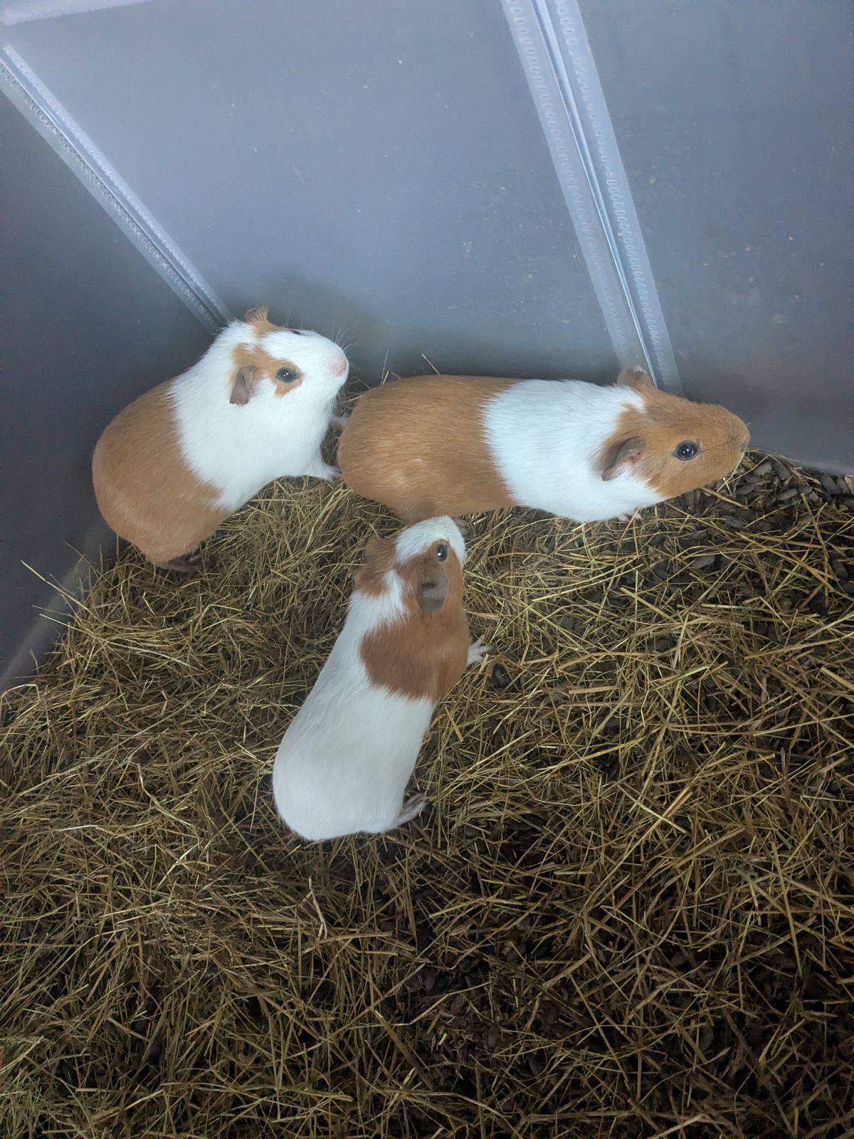 gumtree guinea pig for sale pets at home