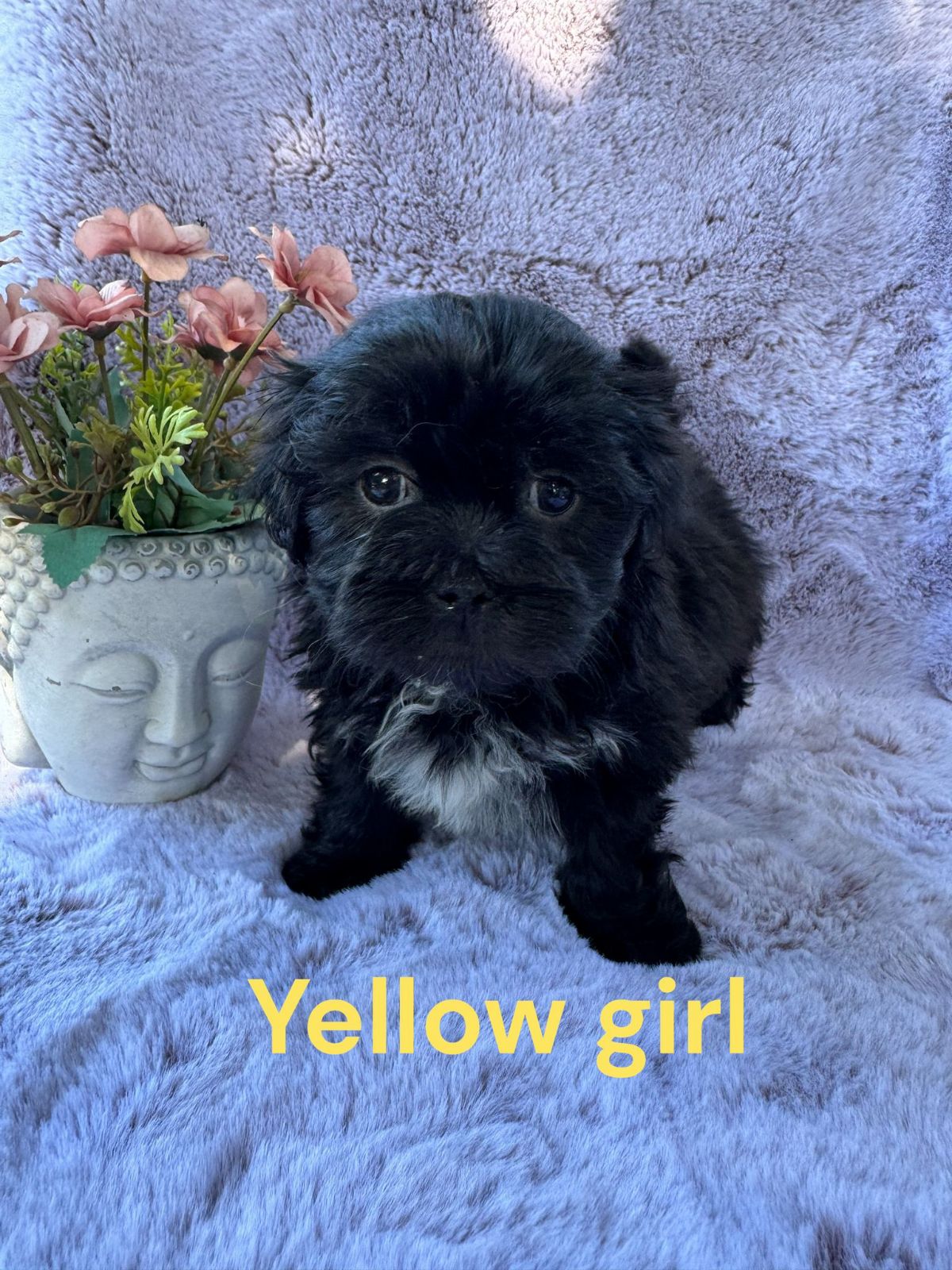 Poo Dog Breed Maltese Shih Tzu Poodle Puppies Mal-Shi Puppies For