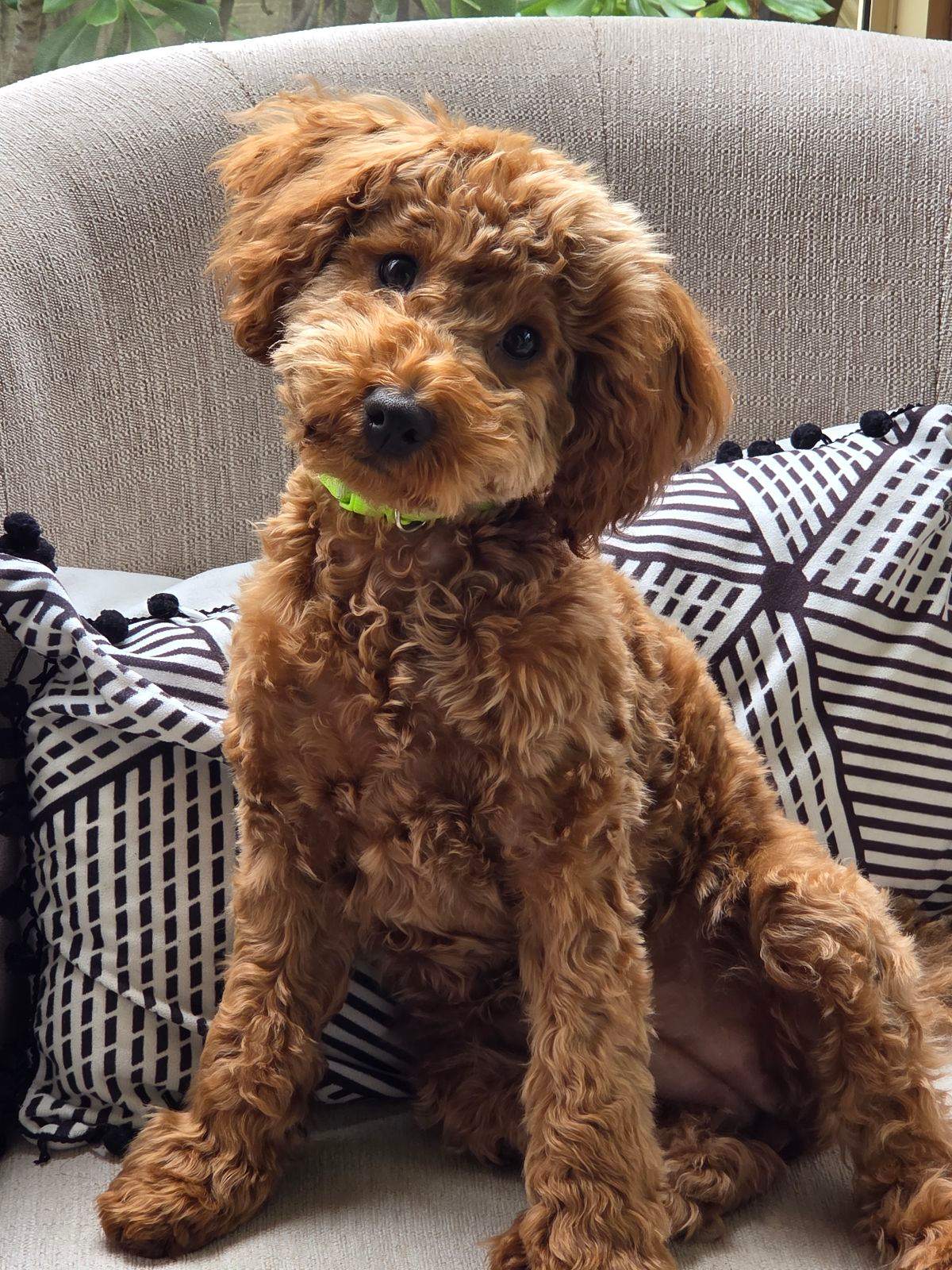 Puppies For Sale Cavoodle Gumtree Toy Cheap Cavoodles For Sale