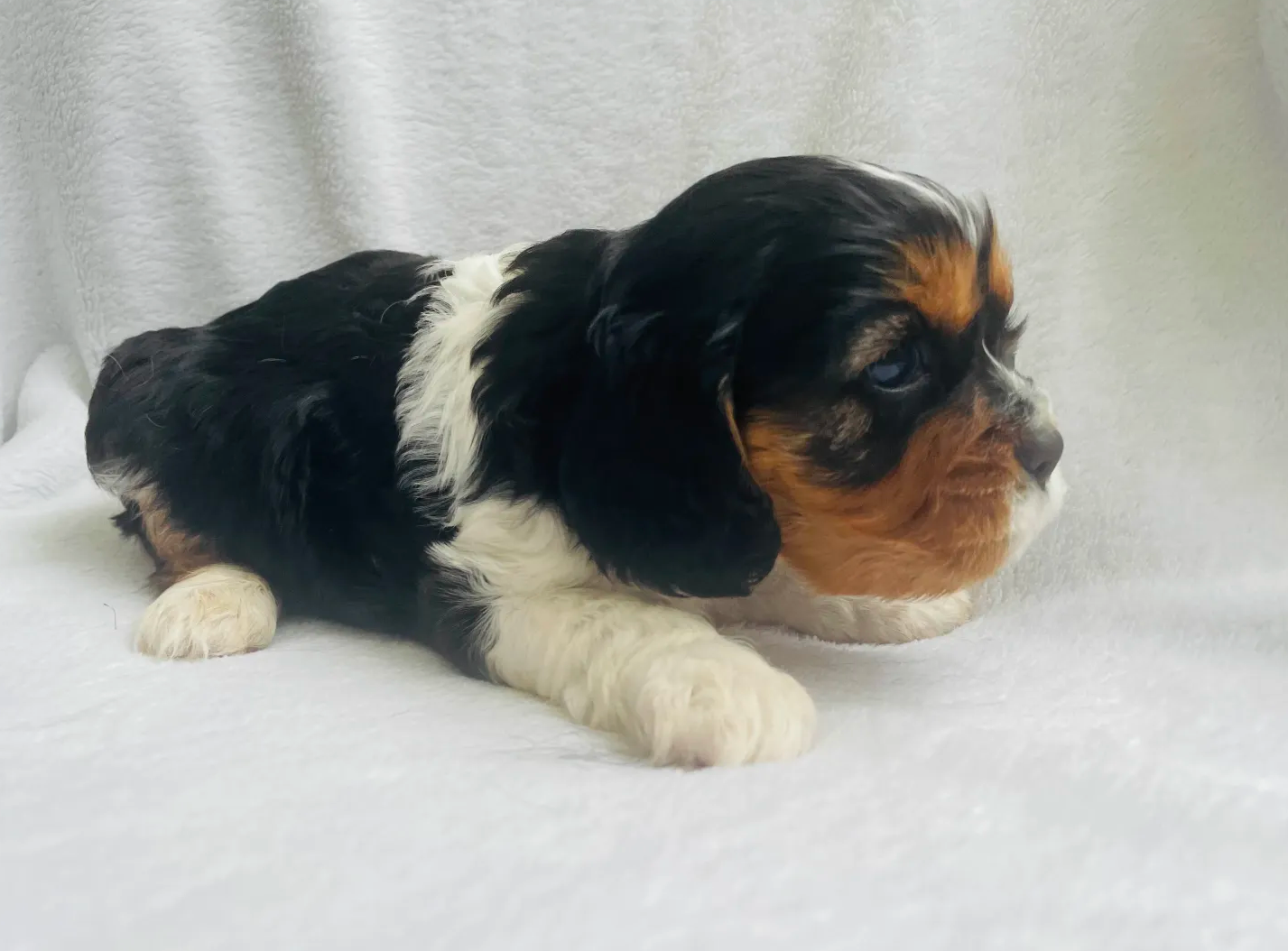 Cavalier King Charles Spaniels for sale Dogs Puppies Gumtree - Main Image