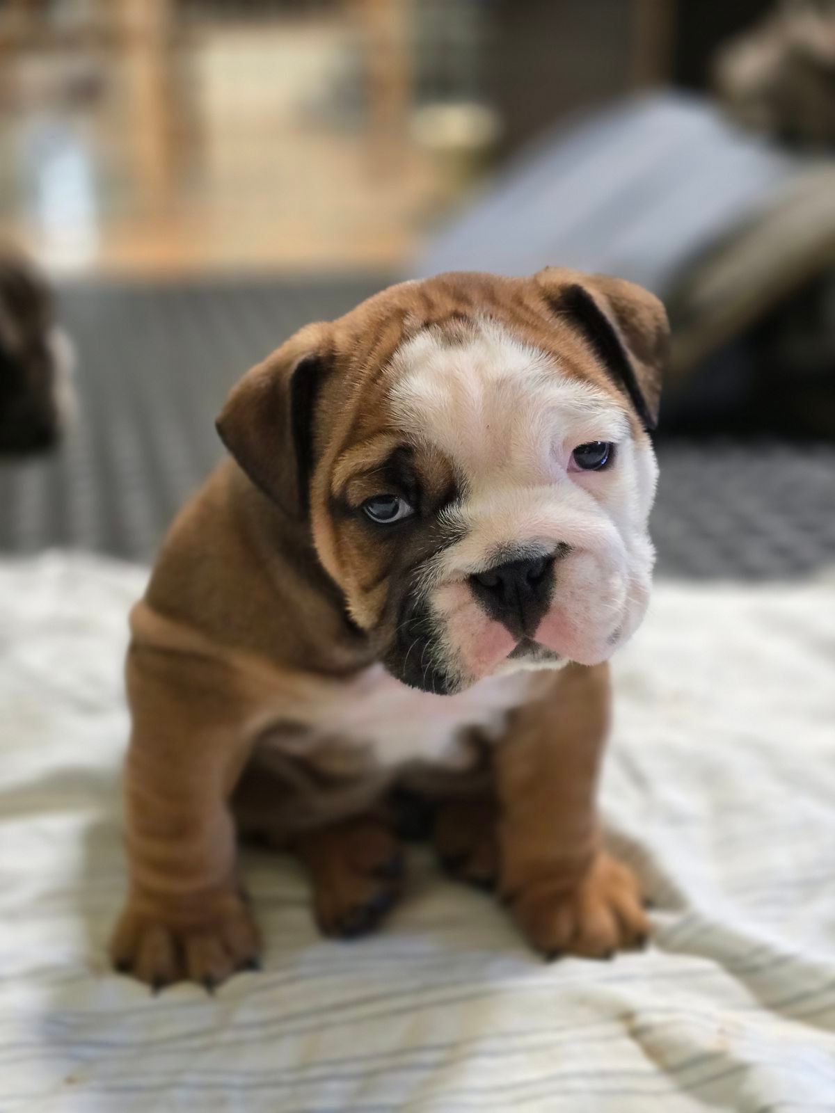 English Bulldog French Bulldog Puppy Gumtree British Bulldog