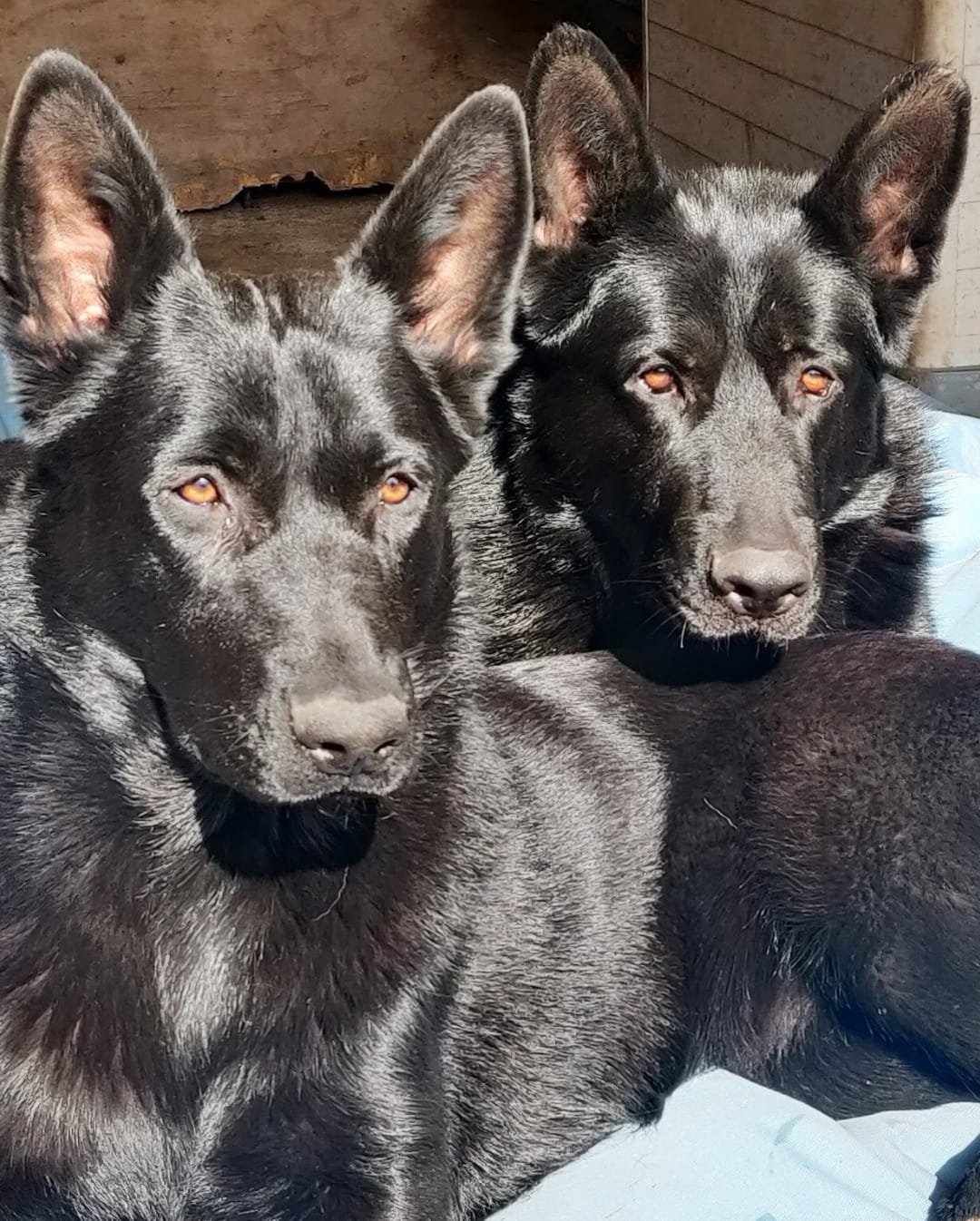 Black German German Shepherd Female For Sale Near Me Purebred
