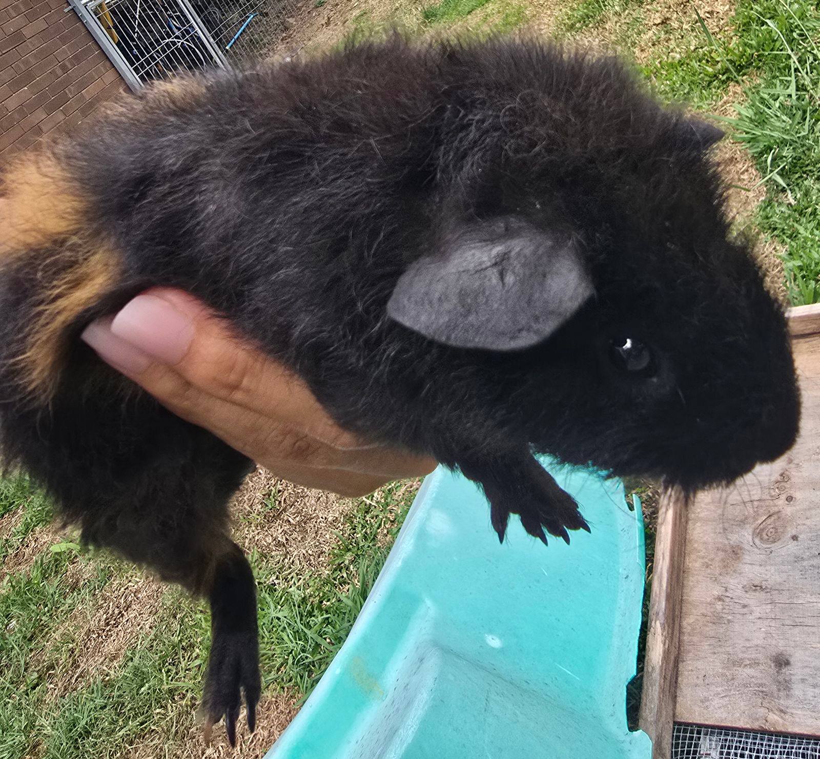 Baby Guinea pigs Other Pets Gumtree Australia Brisbane North