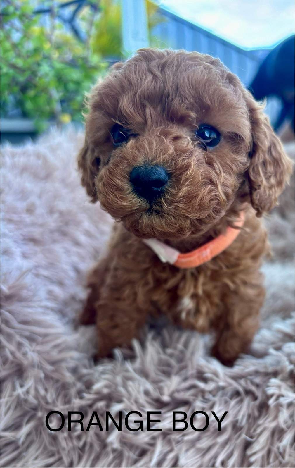 Tiny Cavoodle Cavoodle Tiny Toy Cavoodle Dogs Puppies Gumtree