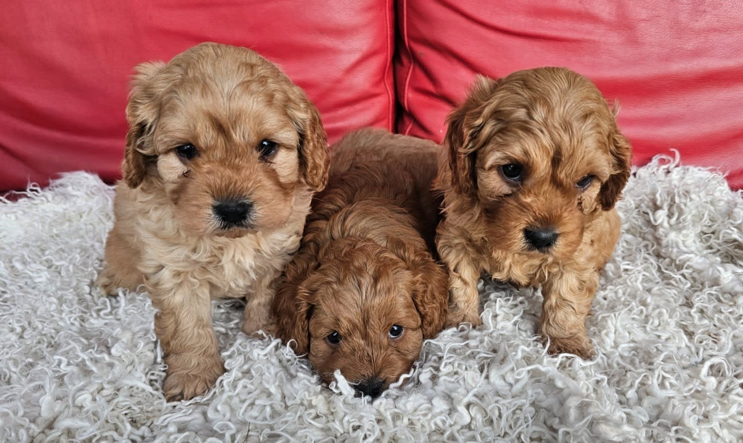 Dogs Cavoodles For Sale Gumtree F1 First Generation Cavoodle