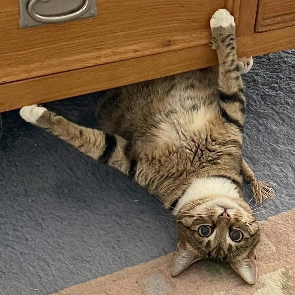 12197 Lolita CAT for ADOPTION Vet Work Included Cats