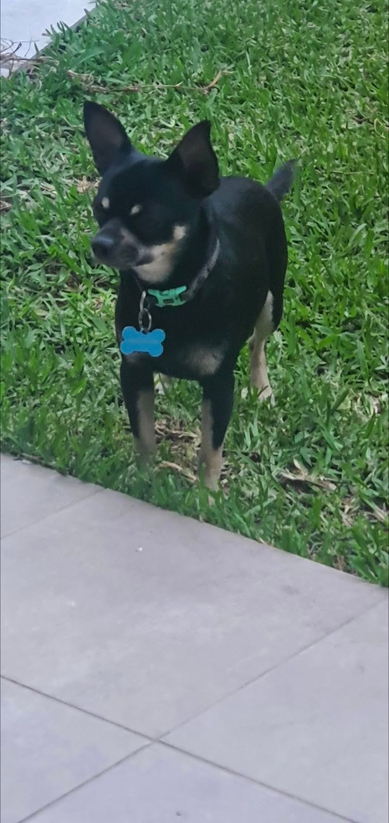 Female Black Mini Chihuahua Chihuahua Pure Dog Dogs Puppies