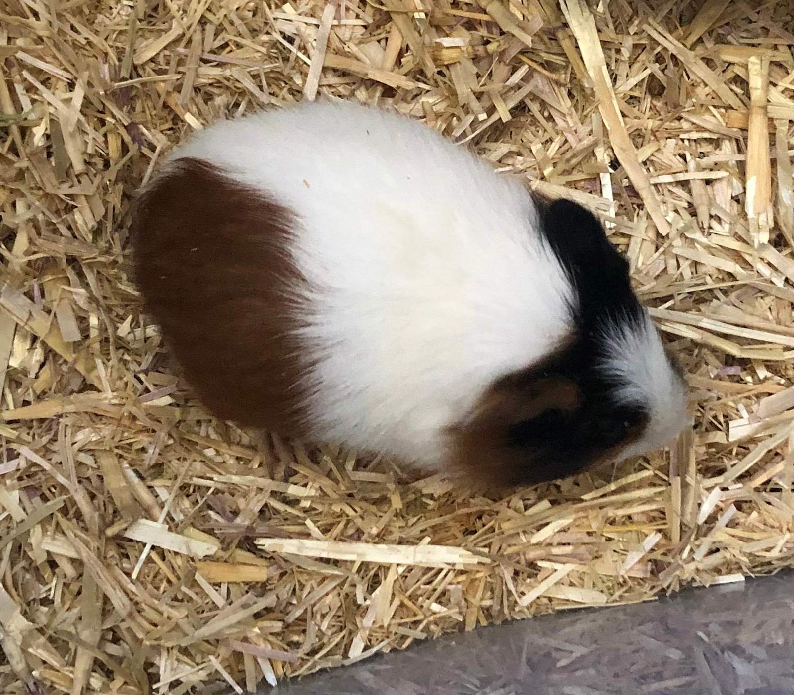Gumtree Baby Male Guinea Pigs For Sale Gumtree Baby Girl Guinea
