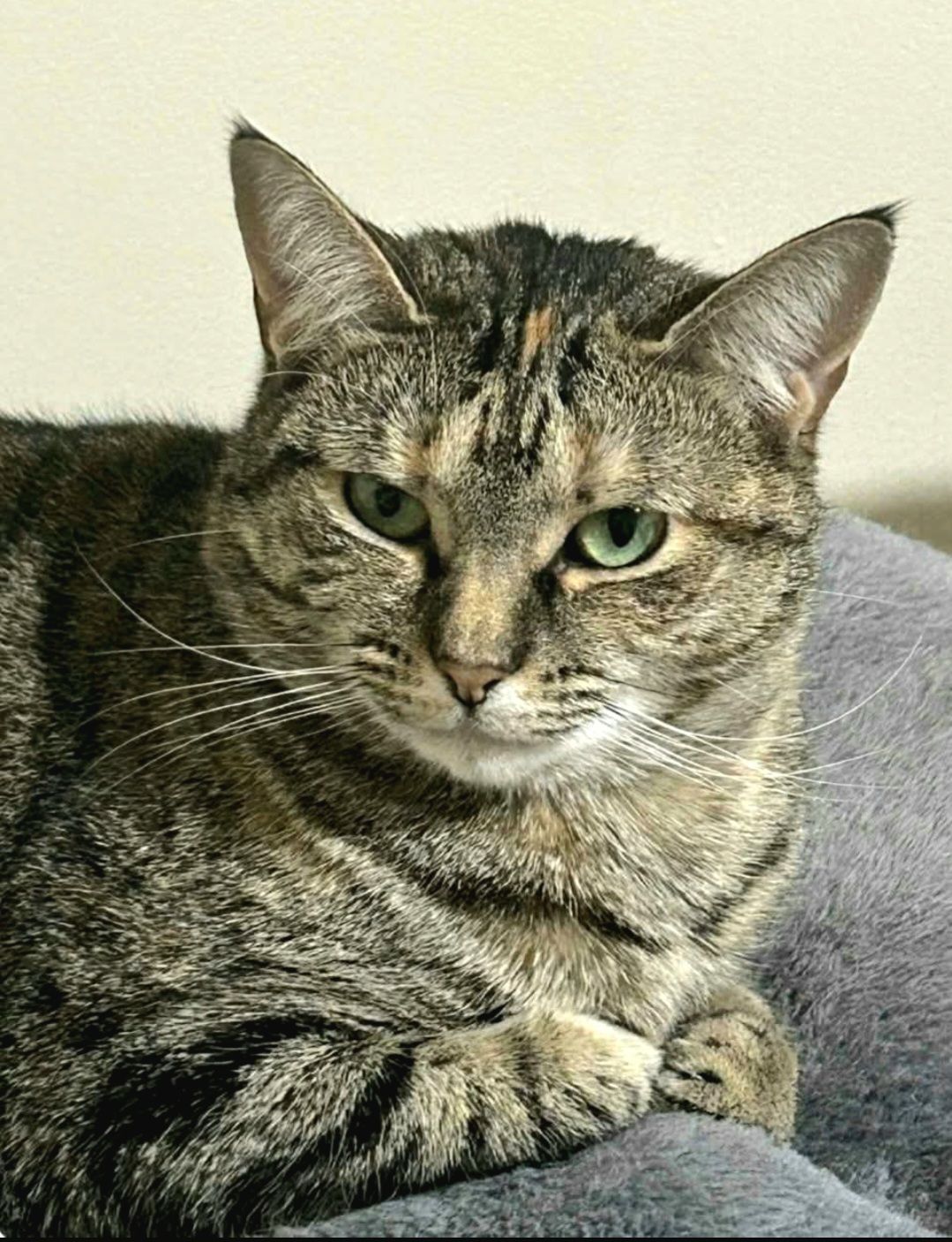 Rescue Cat Rosemary (Desexed Female) Cats Kittens