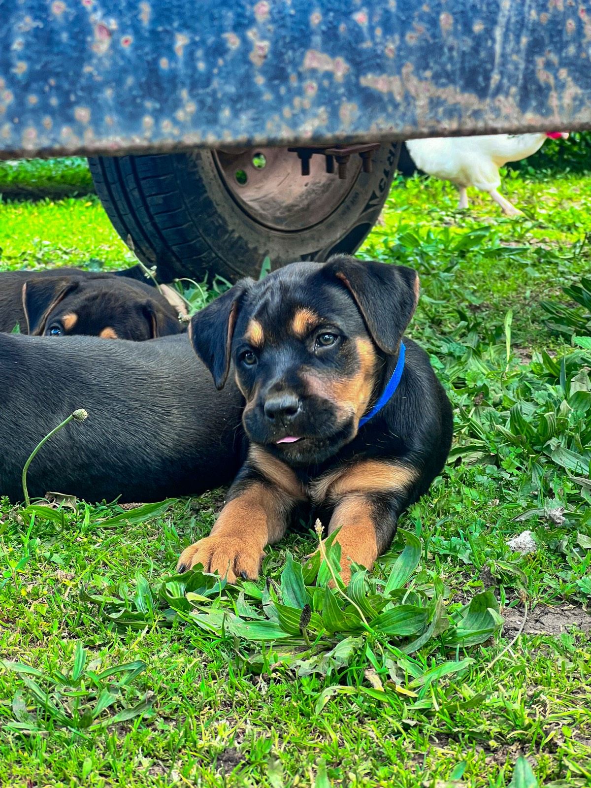 American Staffy Rottweiler Staffy Puppies Staffy Cross Foxy