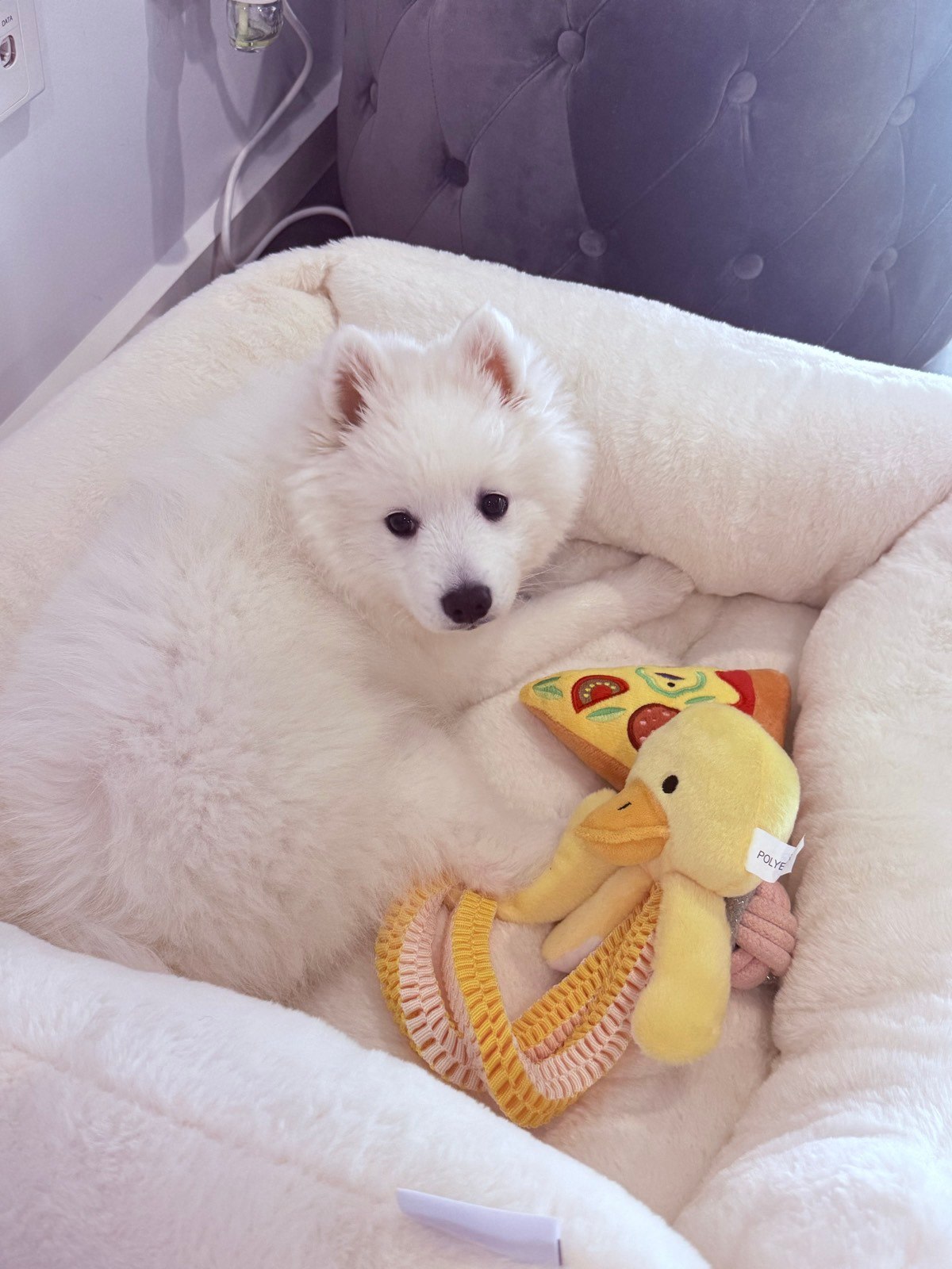 Dog Breed Months Old Japanese Spitz Month Old Japanese Spitz Girl
