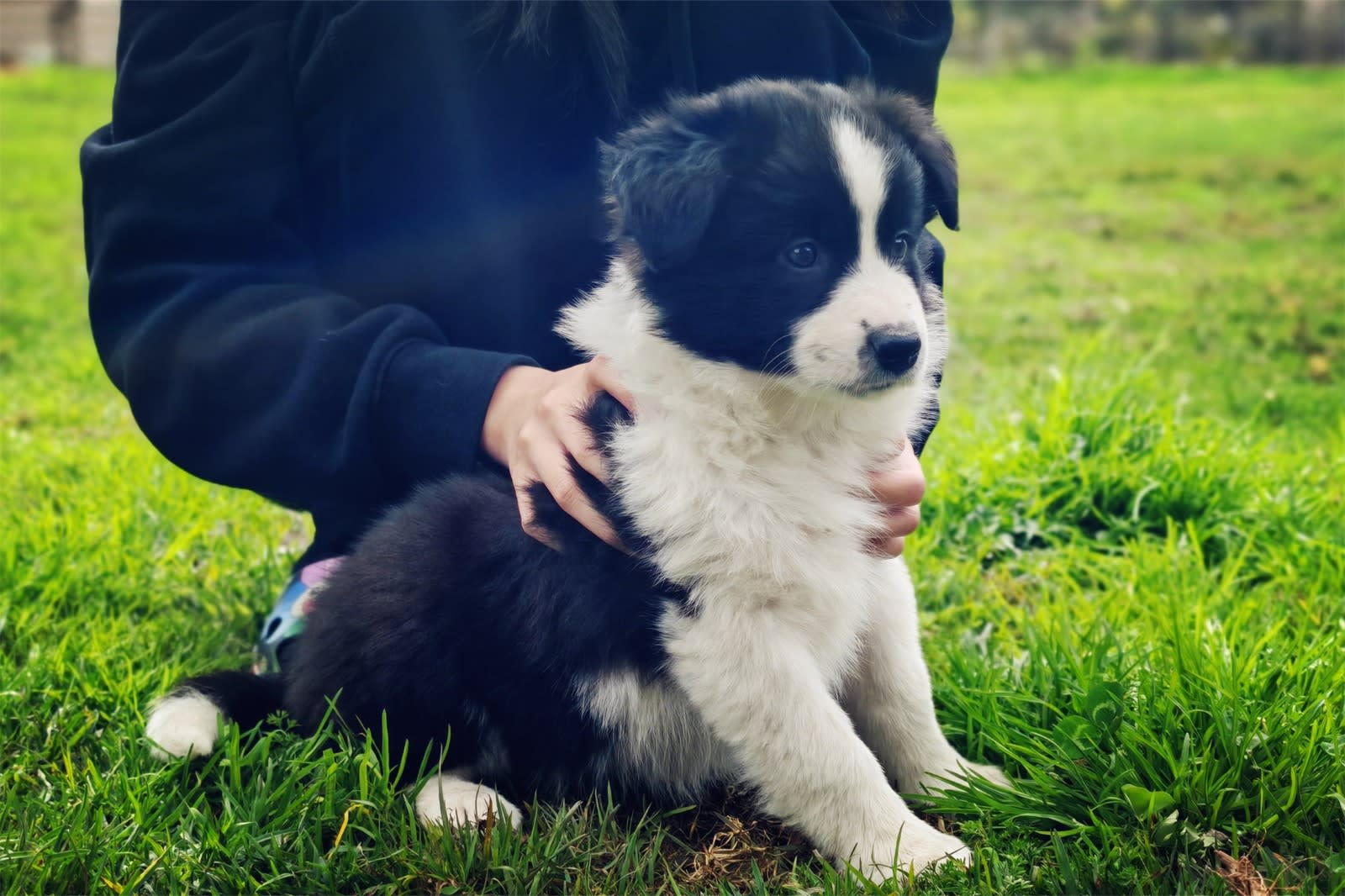 Border Collie Small Fast Dogs Best Dog Breeds For Runners: Log The